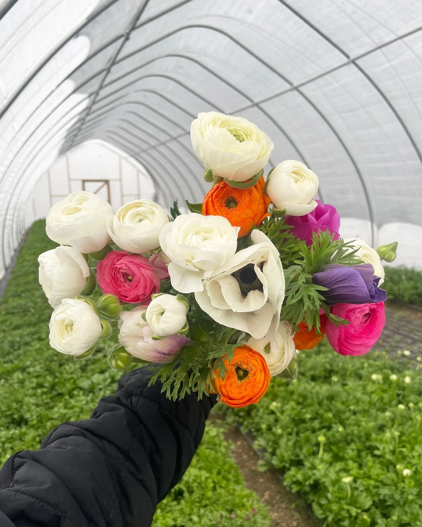After a complete loss of our tulip crop this year due to the warm and dry winter, it feels extra good to have fresh flowers blooming again. We&rsquo;ll have a very limited number of our first ranunculus and anemones at @longmontfarmersmarket and @laf