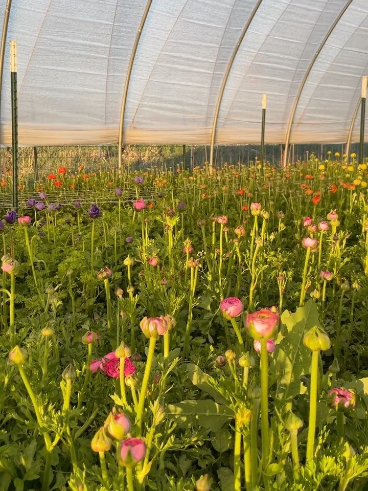 May on the farm: so much planting, so many ranunculus. One month of markets in the books ✅ Thank you to everyone at @longmontfarmersmarket and @lafayettefarmersmarket for showing up and supporting us every week 🫶