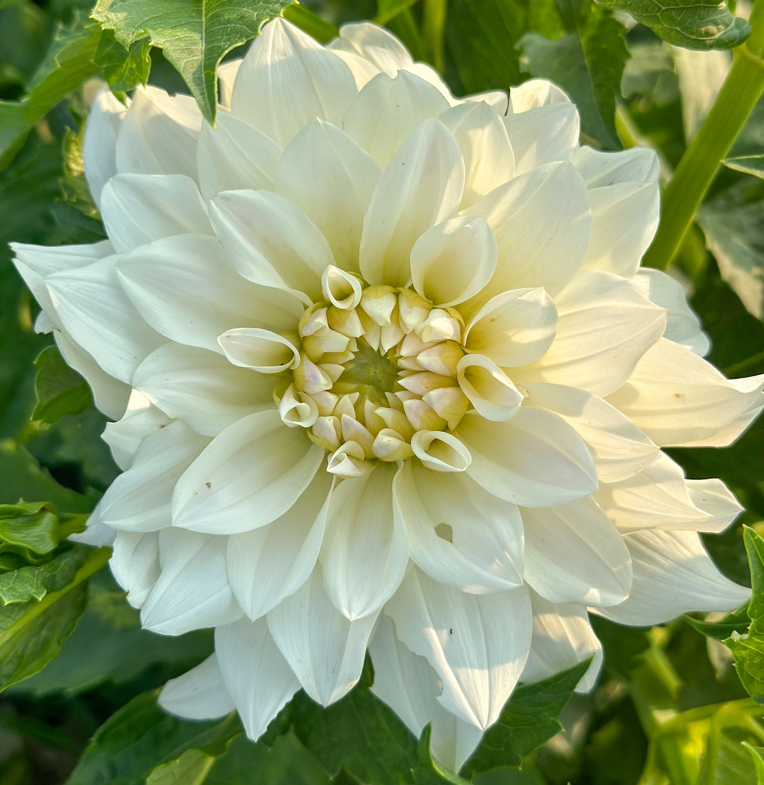 Beacon White