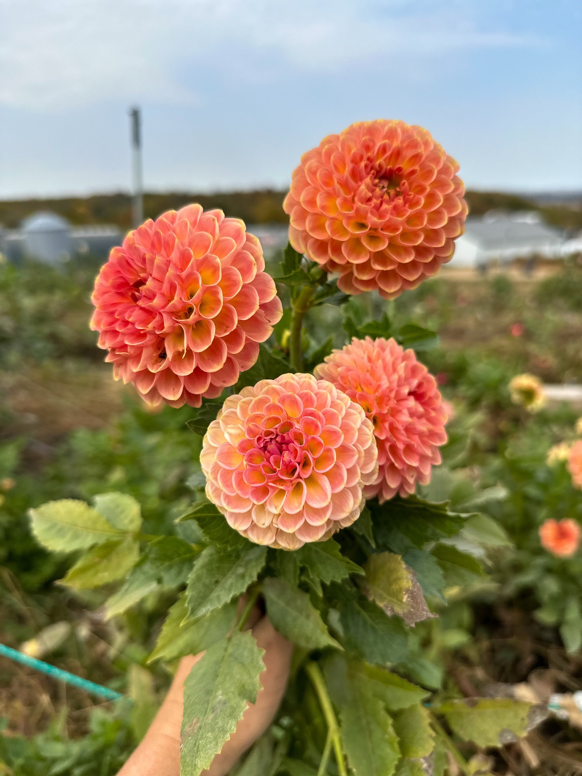 20th Ave Softer Peach