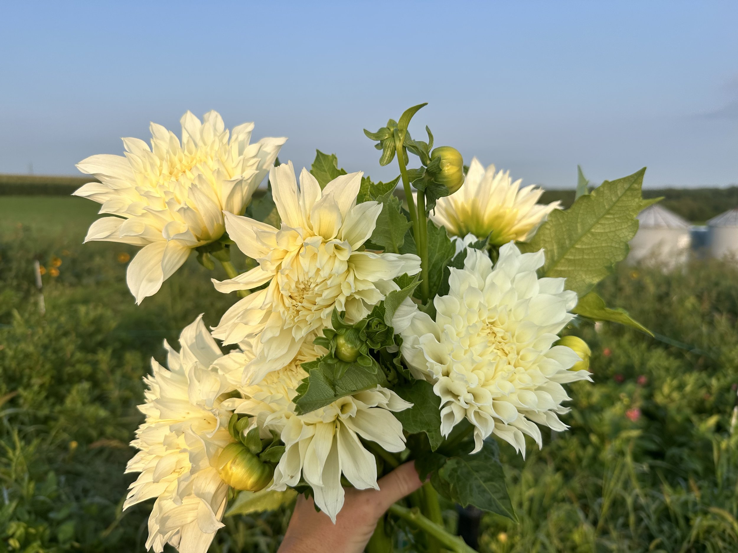 Fleurel