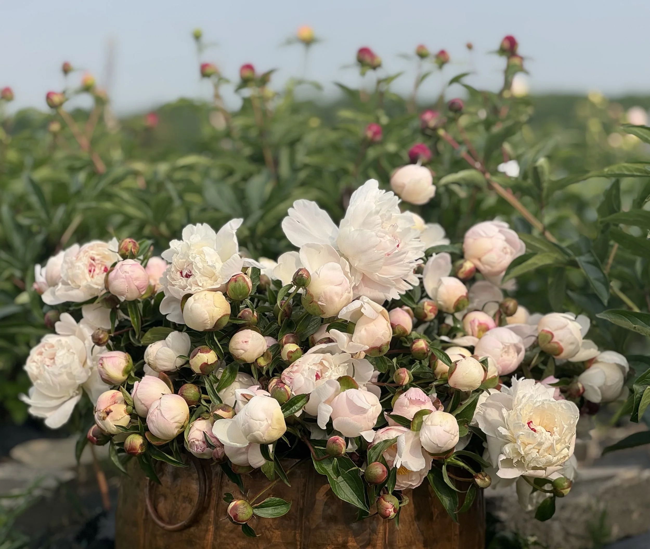 Peony You Pick - Saturday, May 23, 2026 9:00 am - 11:00 am