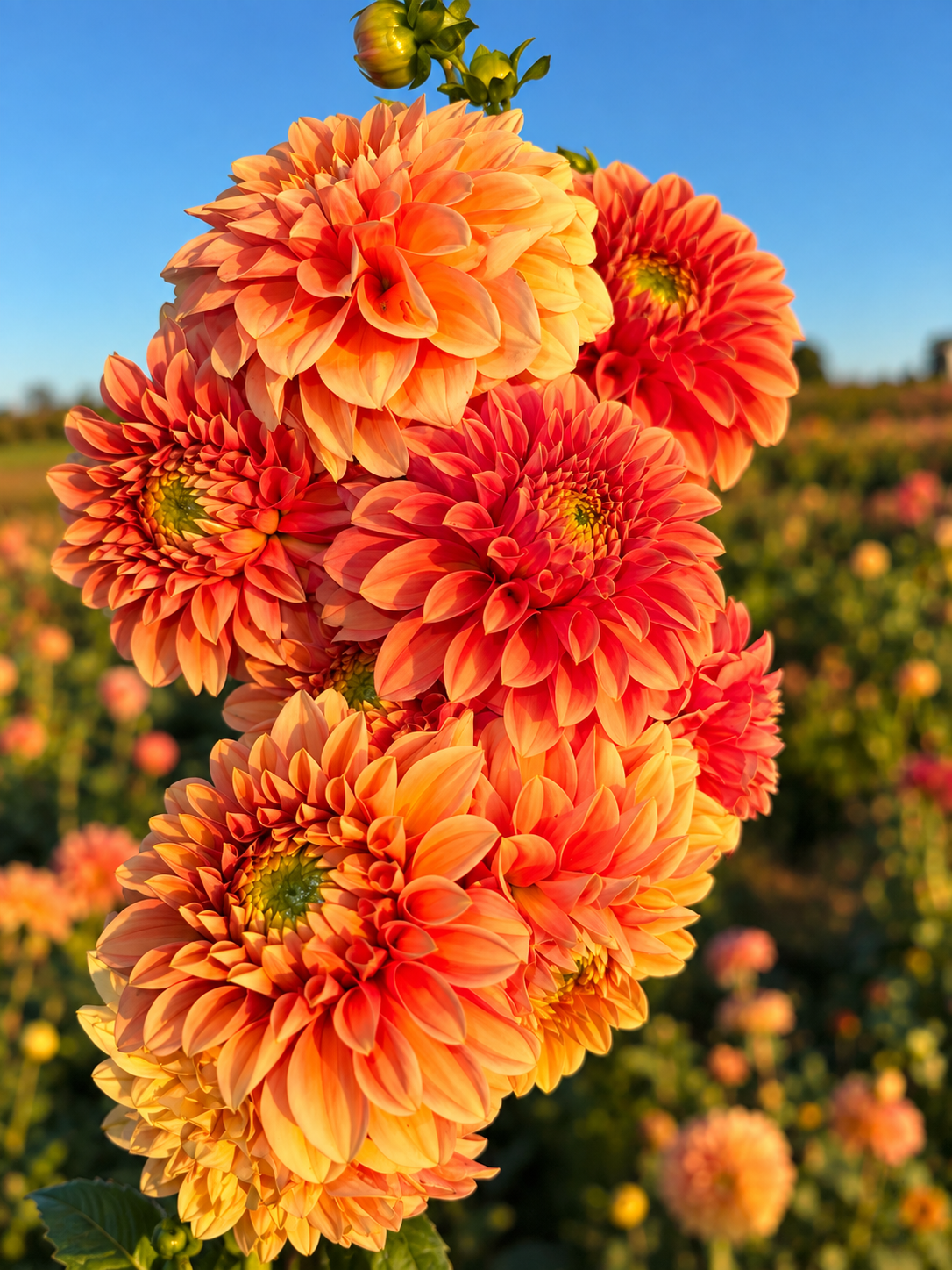 96F33B3E-E0FD-431D-9EFB-AA2DFDFA4647.png