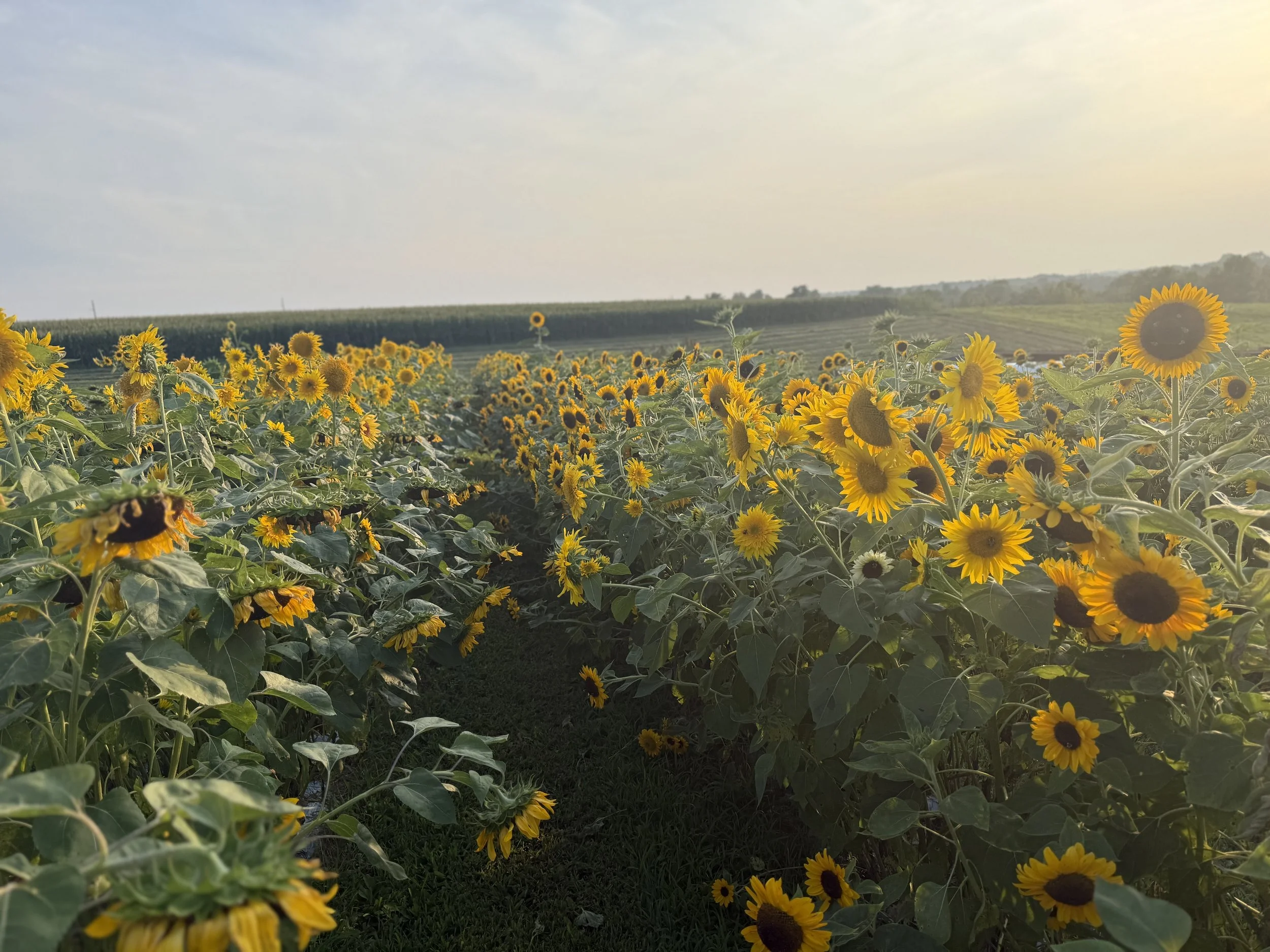 Summer You Pick & Candle Pour - Saturday, August 8th 5:00 pm - 8:00 pm