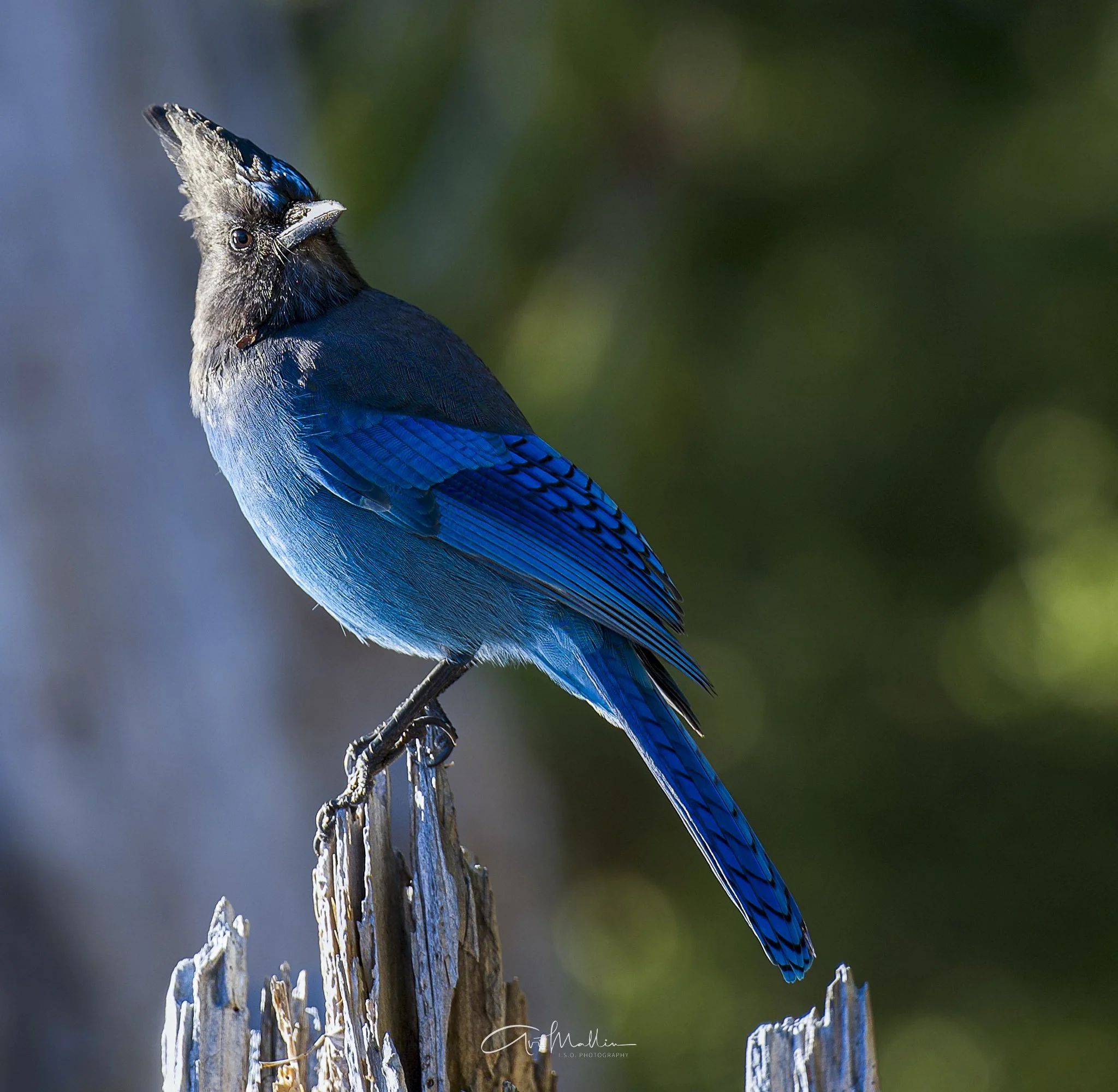 Final Closeup-16.jpg