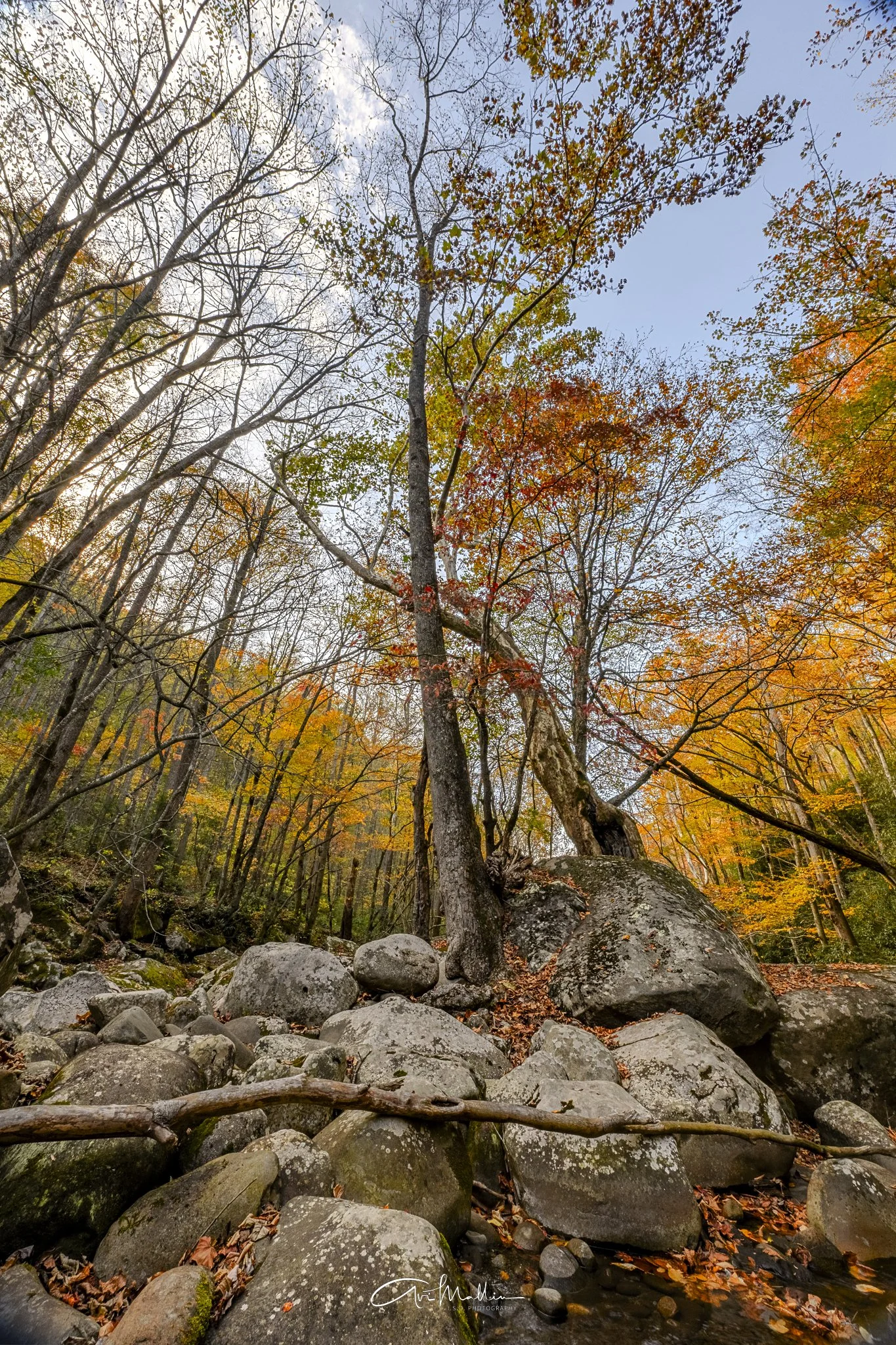 Fall in Tennessee.jpg