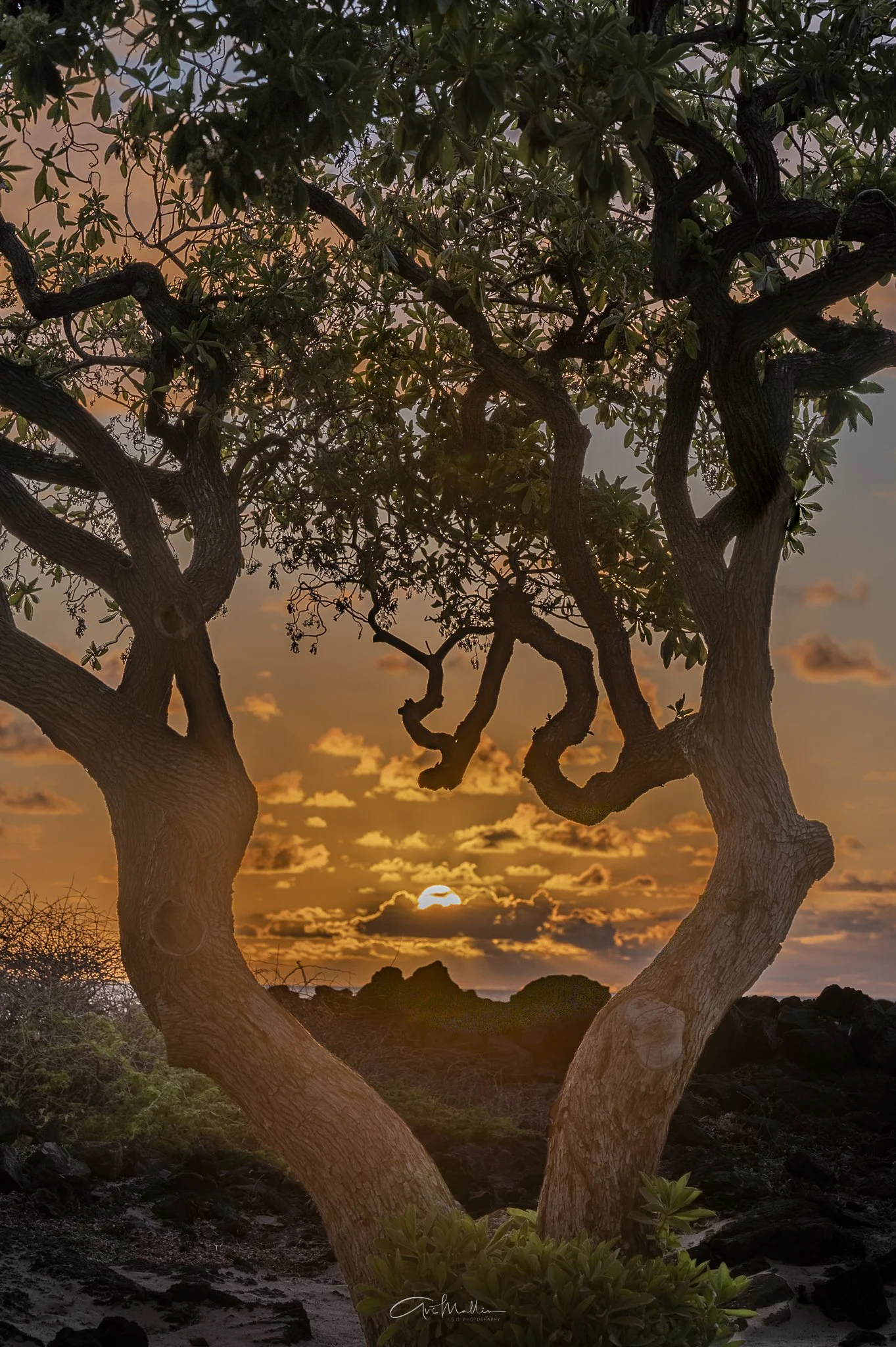 Big Island, Big Heart-1.jpg