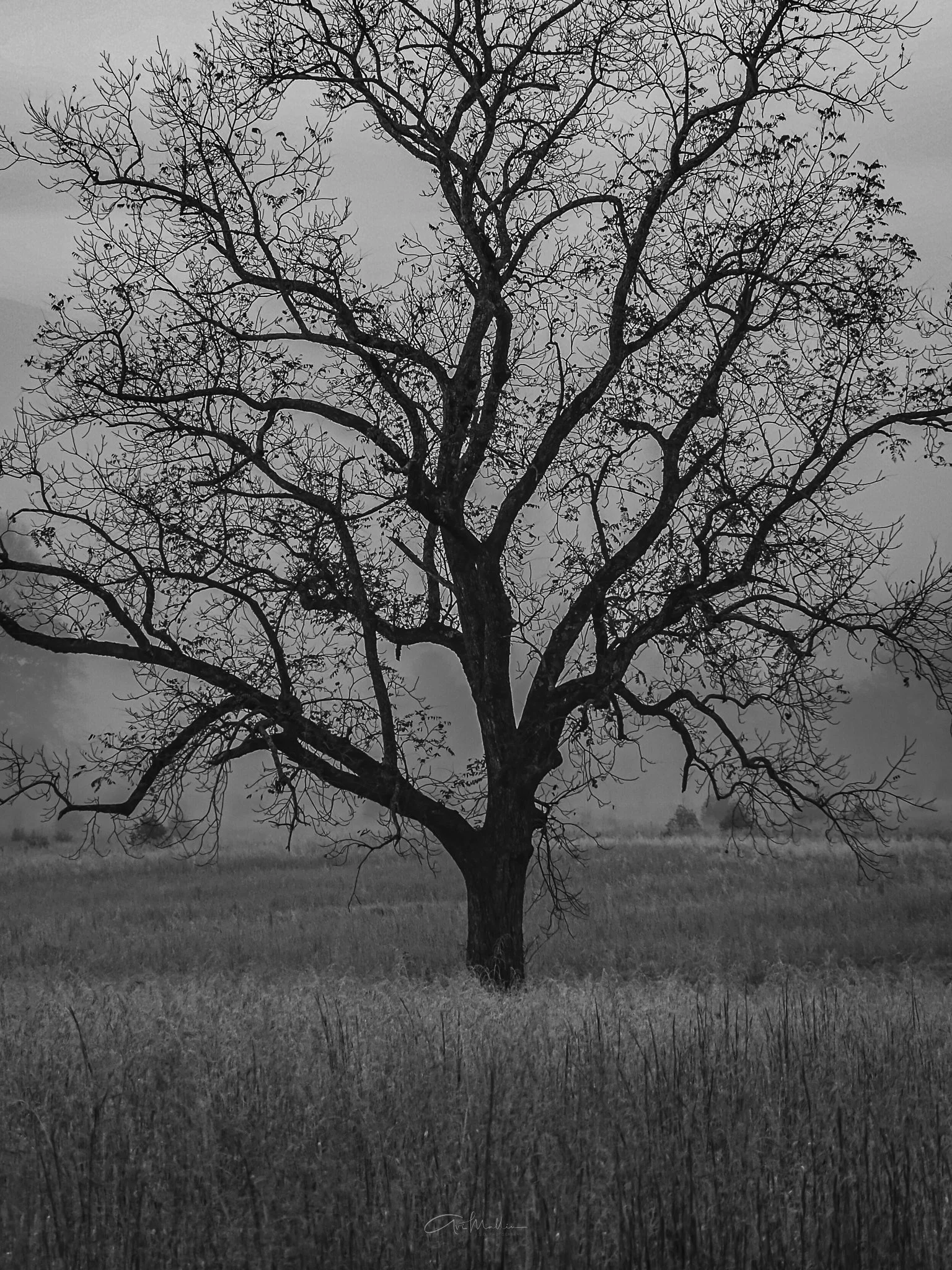 Cades Cove Smokies-1.jpg