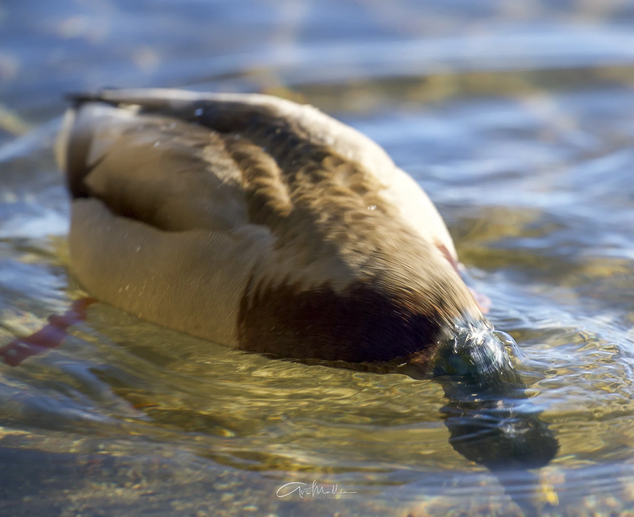 Final Closeup-14.jpg