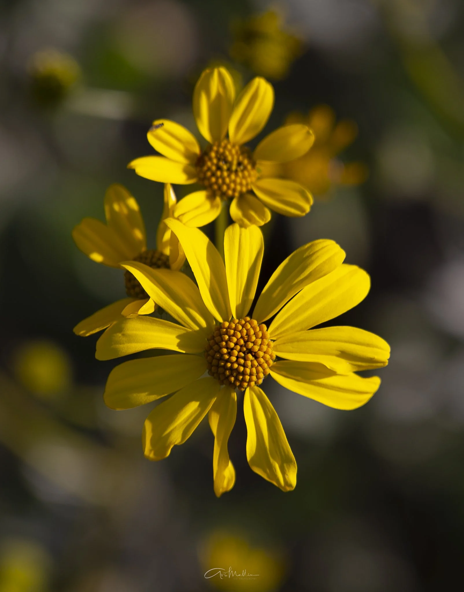 South Mountain sunrays-3.jpg