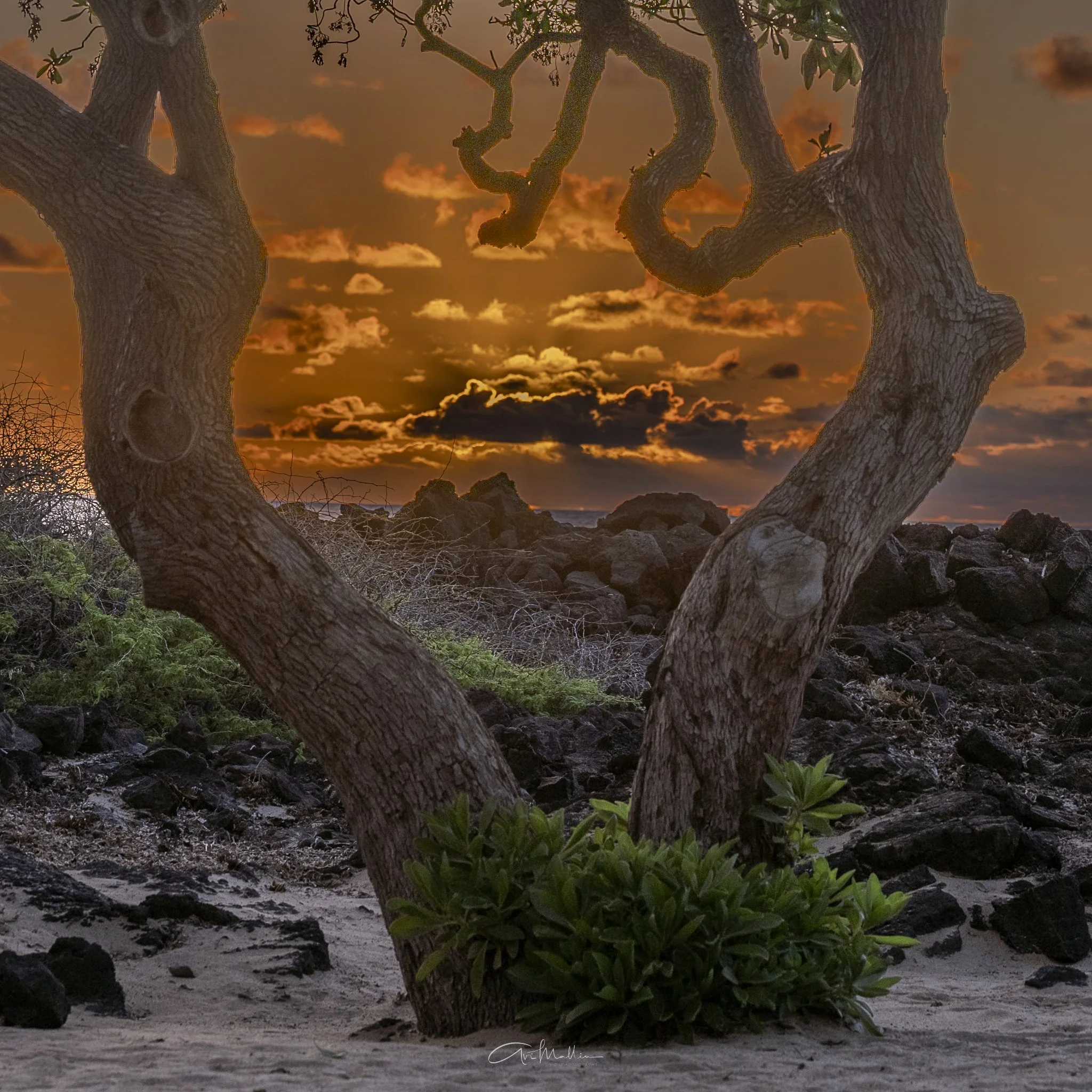 Big Island, Big Heart.jpg