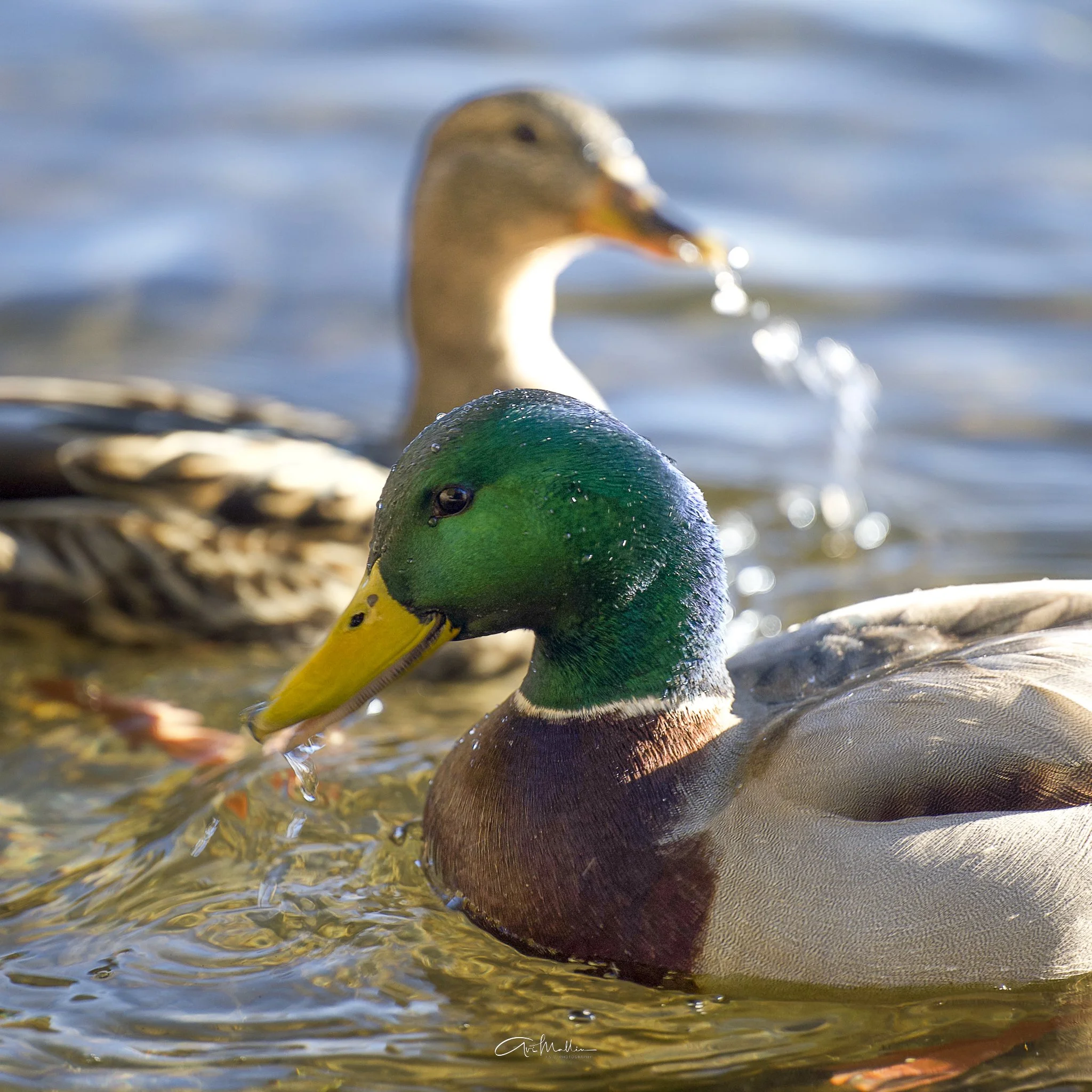 Refocus TButteSS-5.jpg