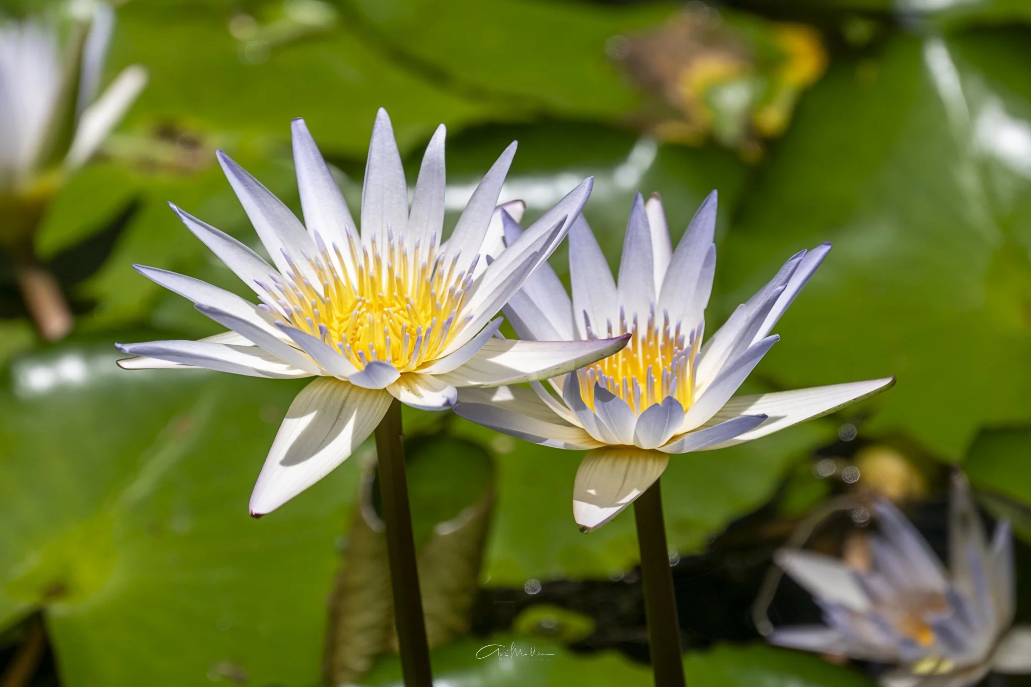 North Shore flower pair.jpg