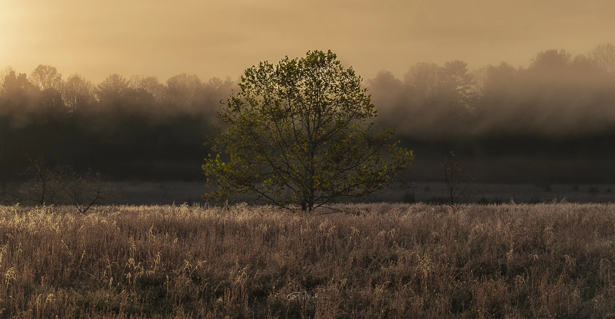 Cade's Cove Golden Hour.jpg