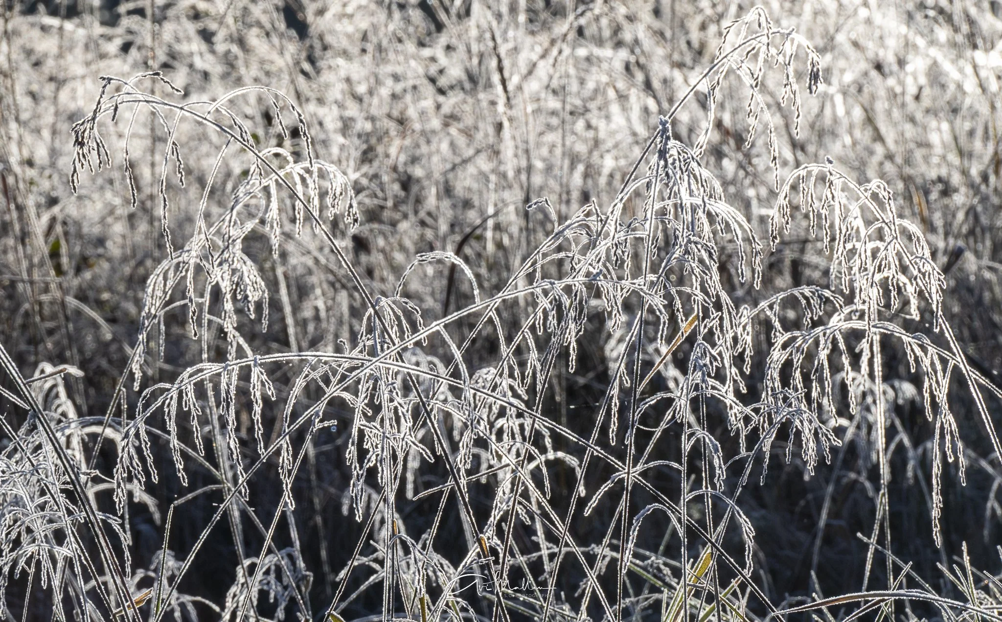 Cade's Cove water droplets-1.jpg