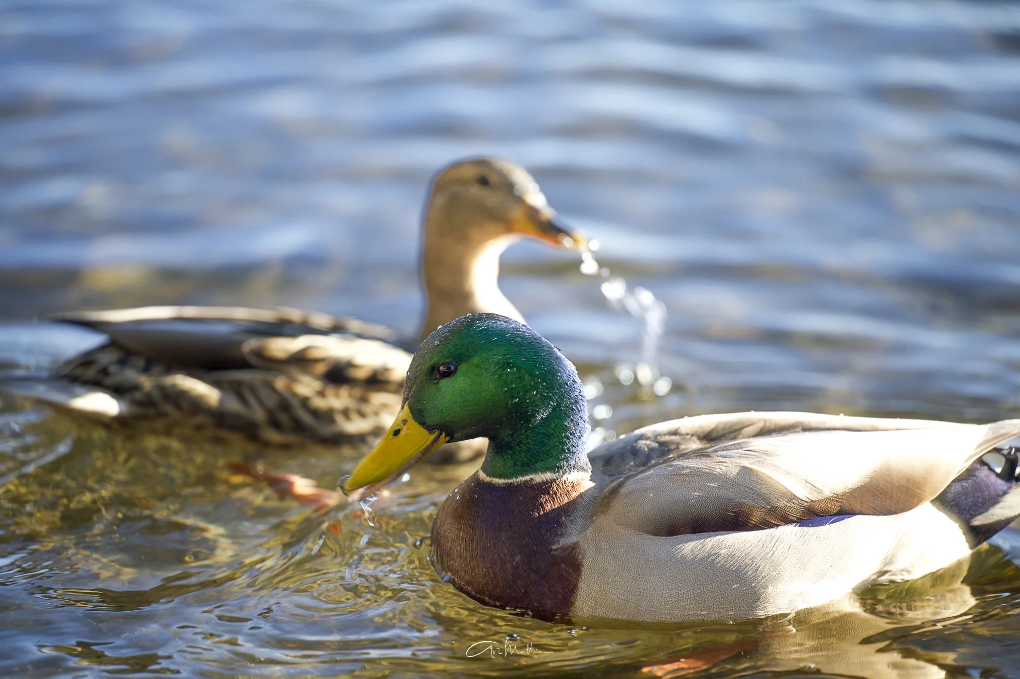 Tahoe friendly ducks.jpg