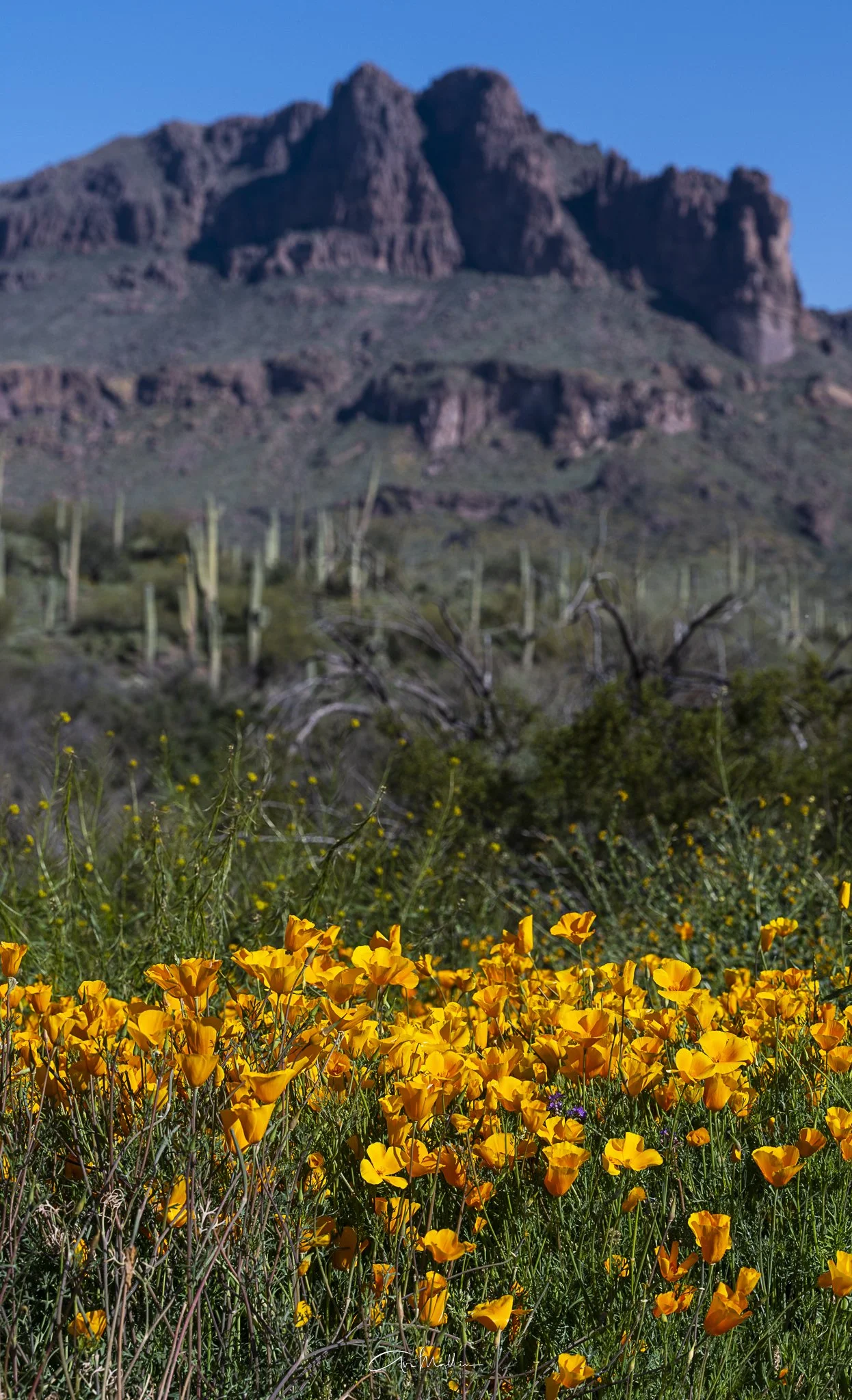 Peralta Trail Wildflowers.jpg