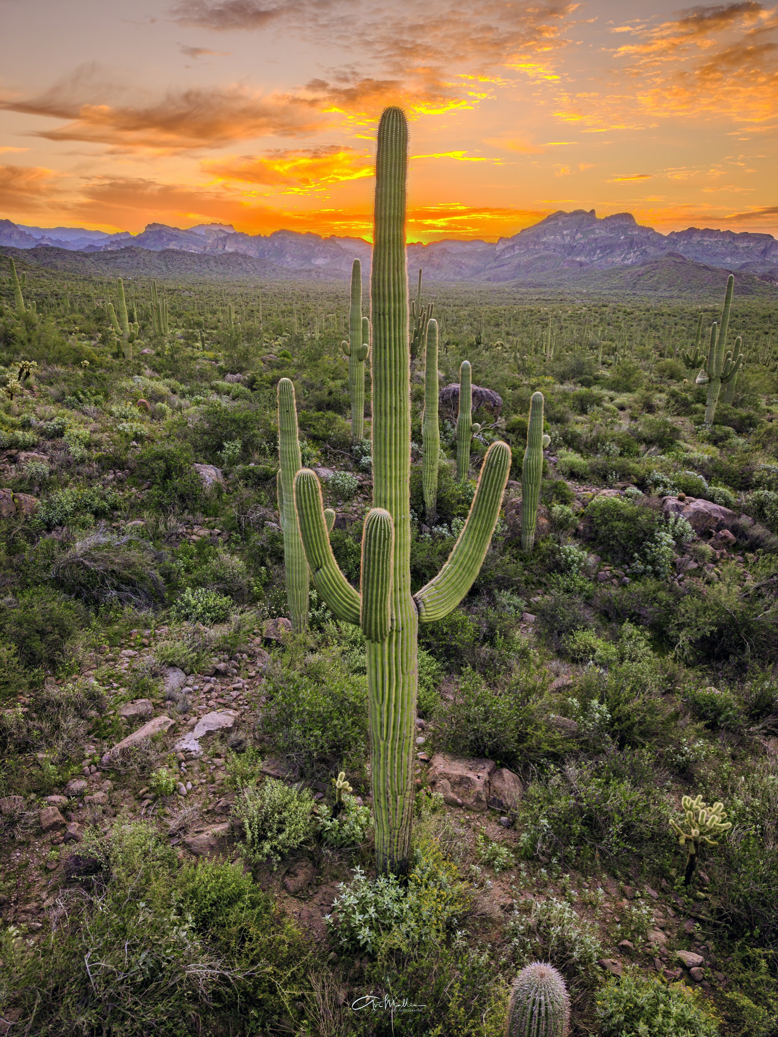 Peralta Sunrise 2Copy.jpeg