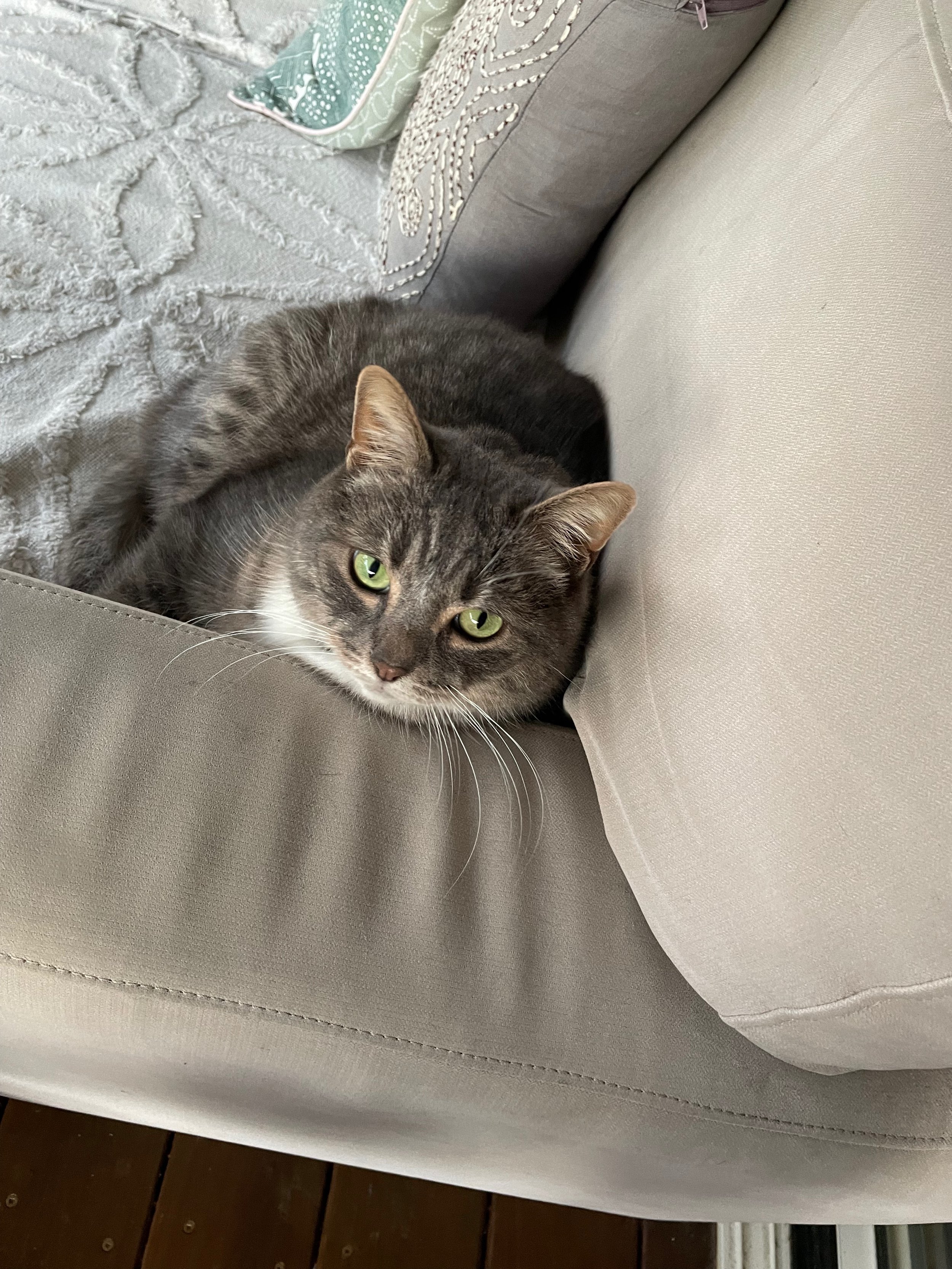 A gray tabby cat with green eyes lying on a light-colored couch, resting its head and looking at the camera.