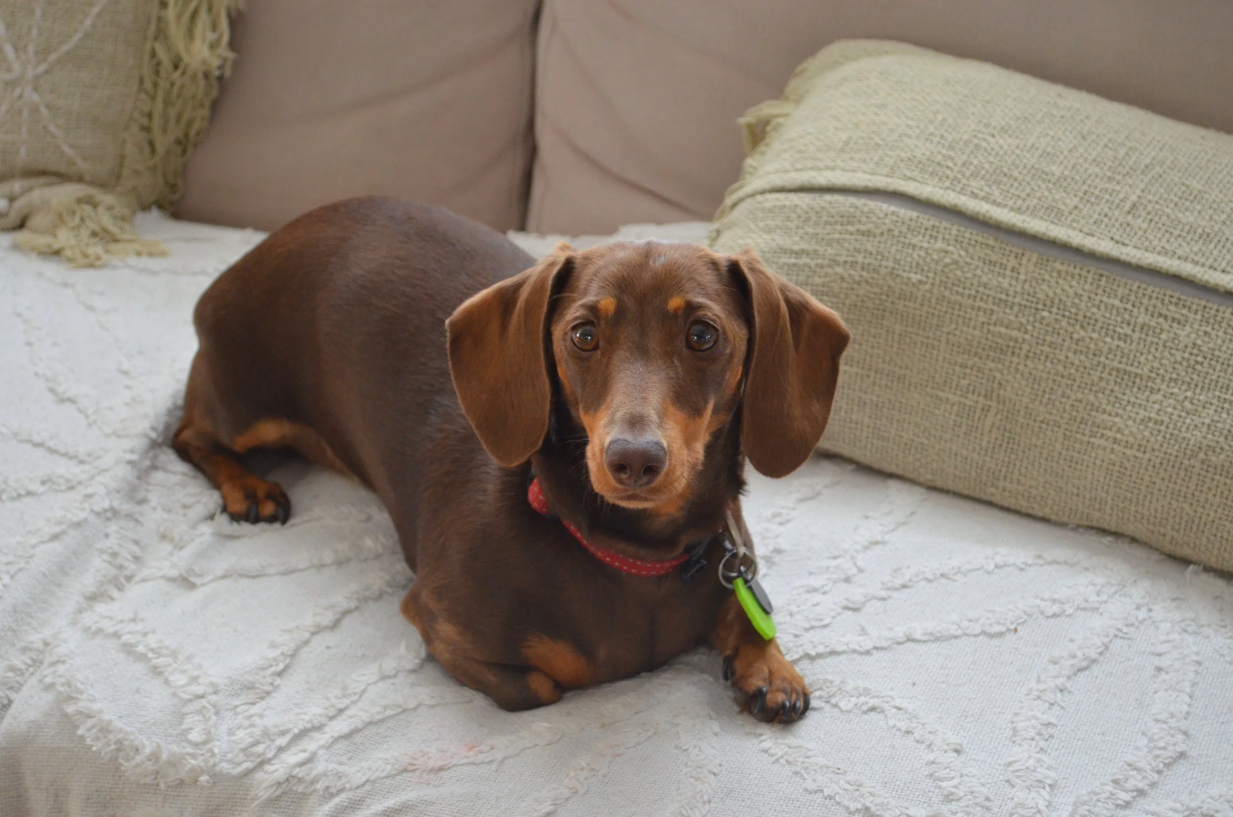 A brown Dachshund dog with floppy ears lying on a textured white blanket on a couch, looking directly at the camera.