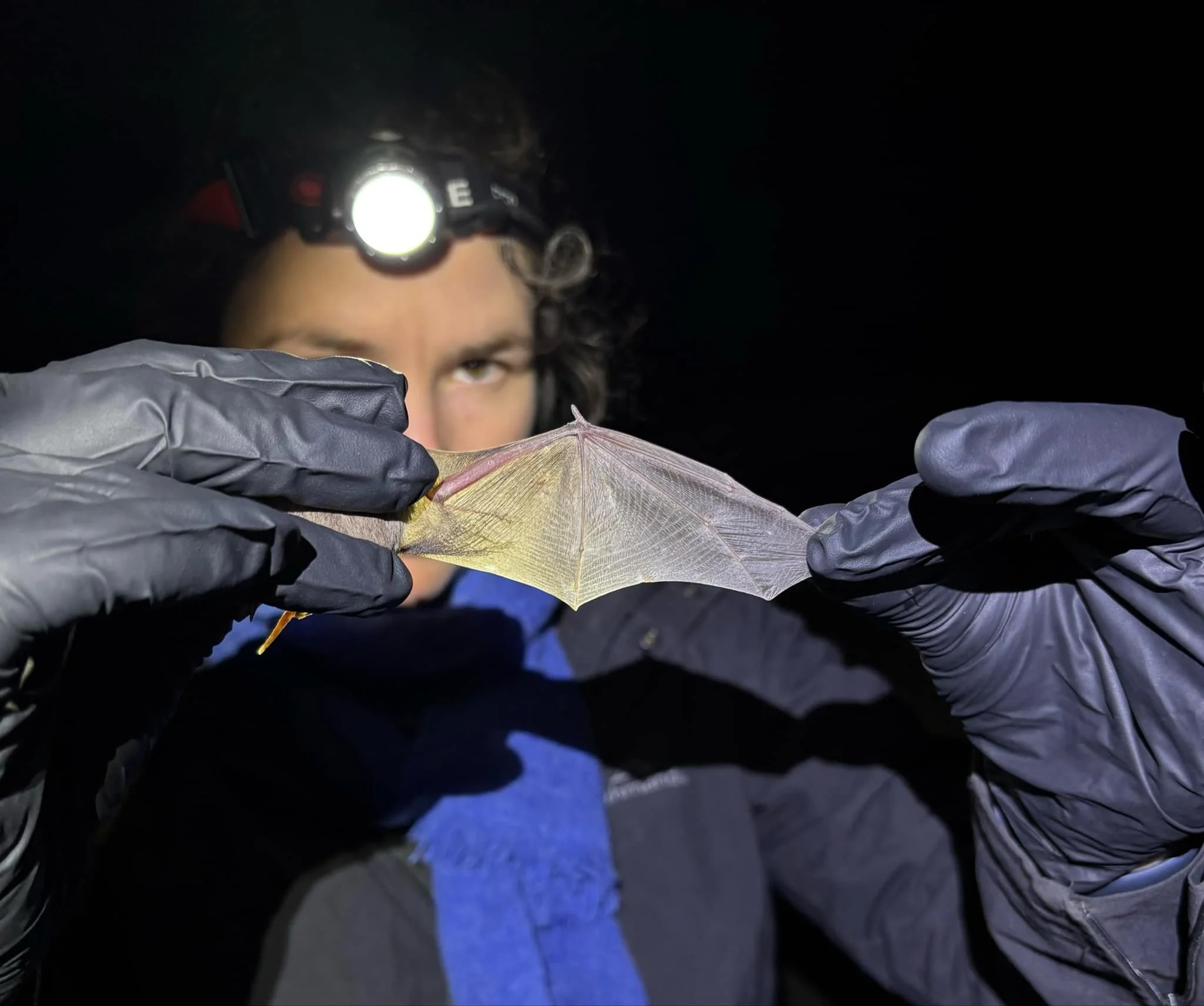 Media and Search Marketing Camapaign for AI Microbat Collision Risk Assessment. In 2026 I delivered a content strategy to raise the profile of ecology firm, Biosis, and their work assessing microbat collision risk on windfarms. The campaign showcased