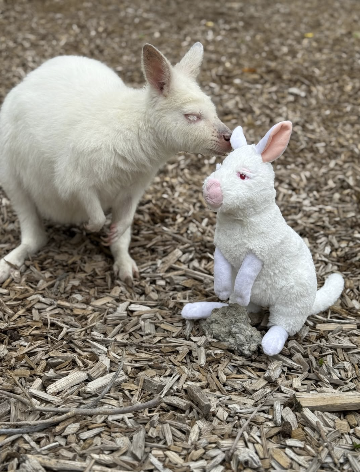 Marshmallow Makes Her Big Debut!