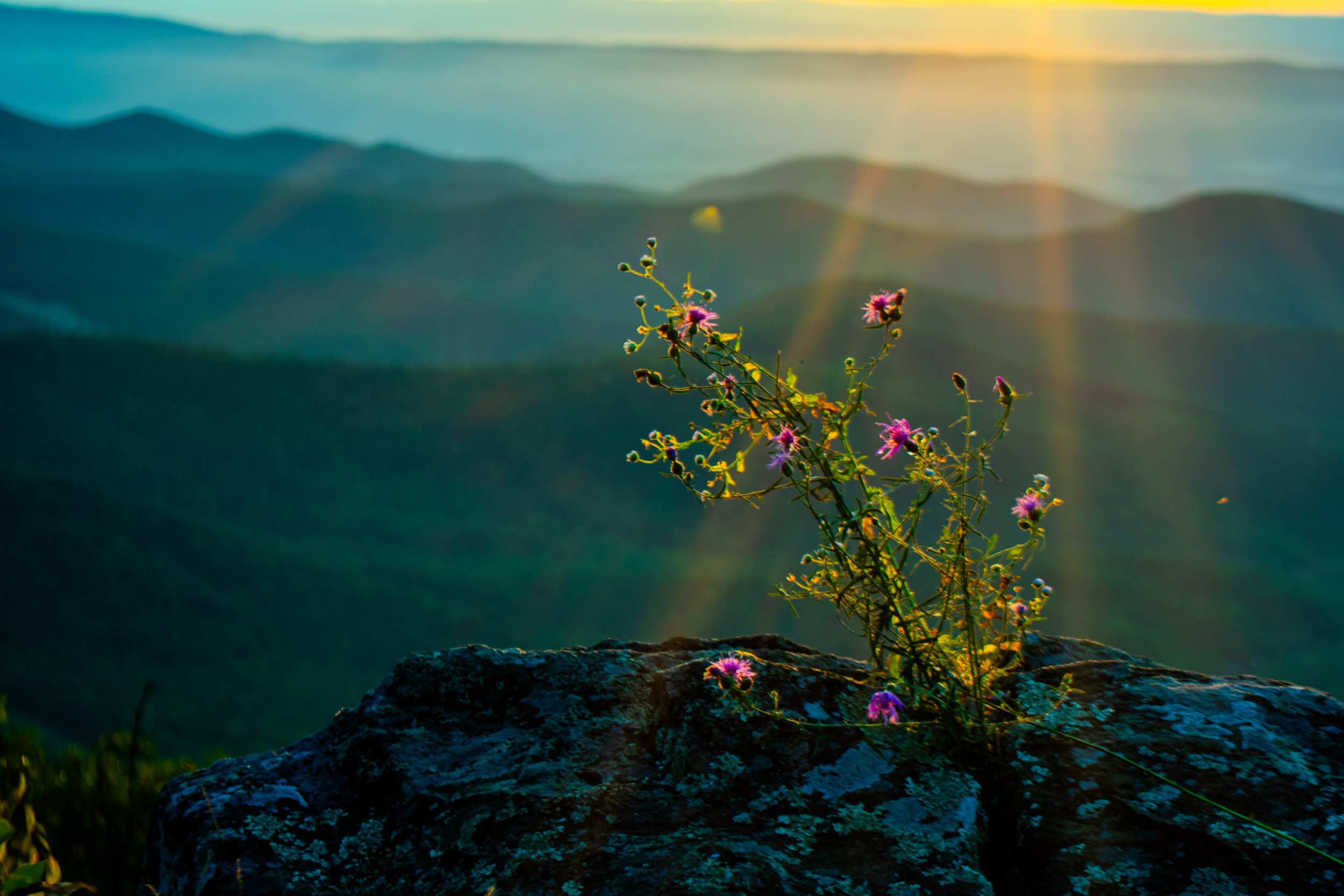 Shennandoah sun beams on flowers.jpg