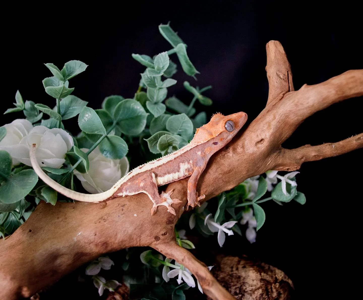 Catch us where the reptiles are &rarr;
@wasatchreptileexpo.  Come see us this weekend Oct. 4&amp;5! 🤩 

#crestedgecko #cresties #crestedgeckosforsale
#crestedgeckosofinstagram #reptile #geckos #geckosofinstagram #wasatchreptileexpo #wasatchreptileex