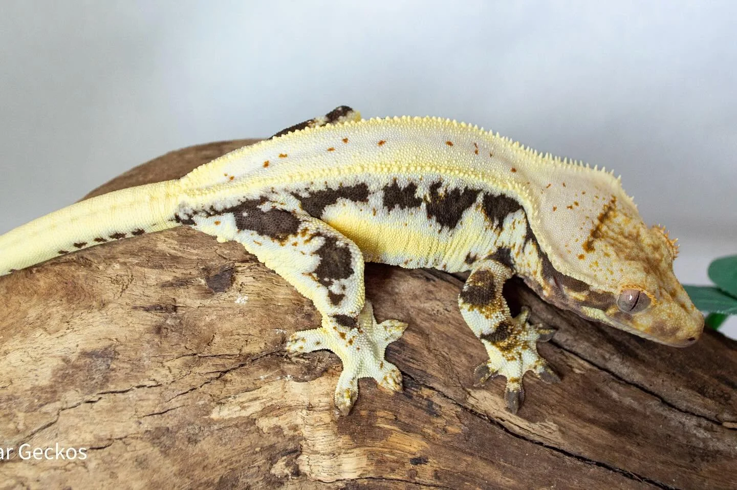 🌿 Meet Genesis 🌿
Our very first Lilly White hatched and raised here at Gray Bar Geckos!

Genesis is out of Legend, a stunning Lilly White from Bertopia Geckos, known for his bold white and highlighter-yellow coloration, striking contrast, and excep