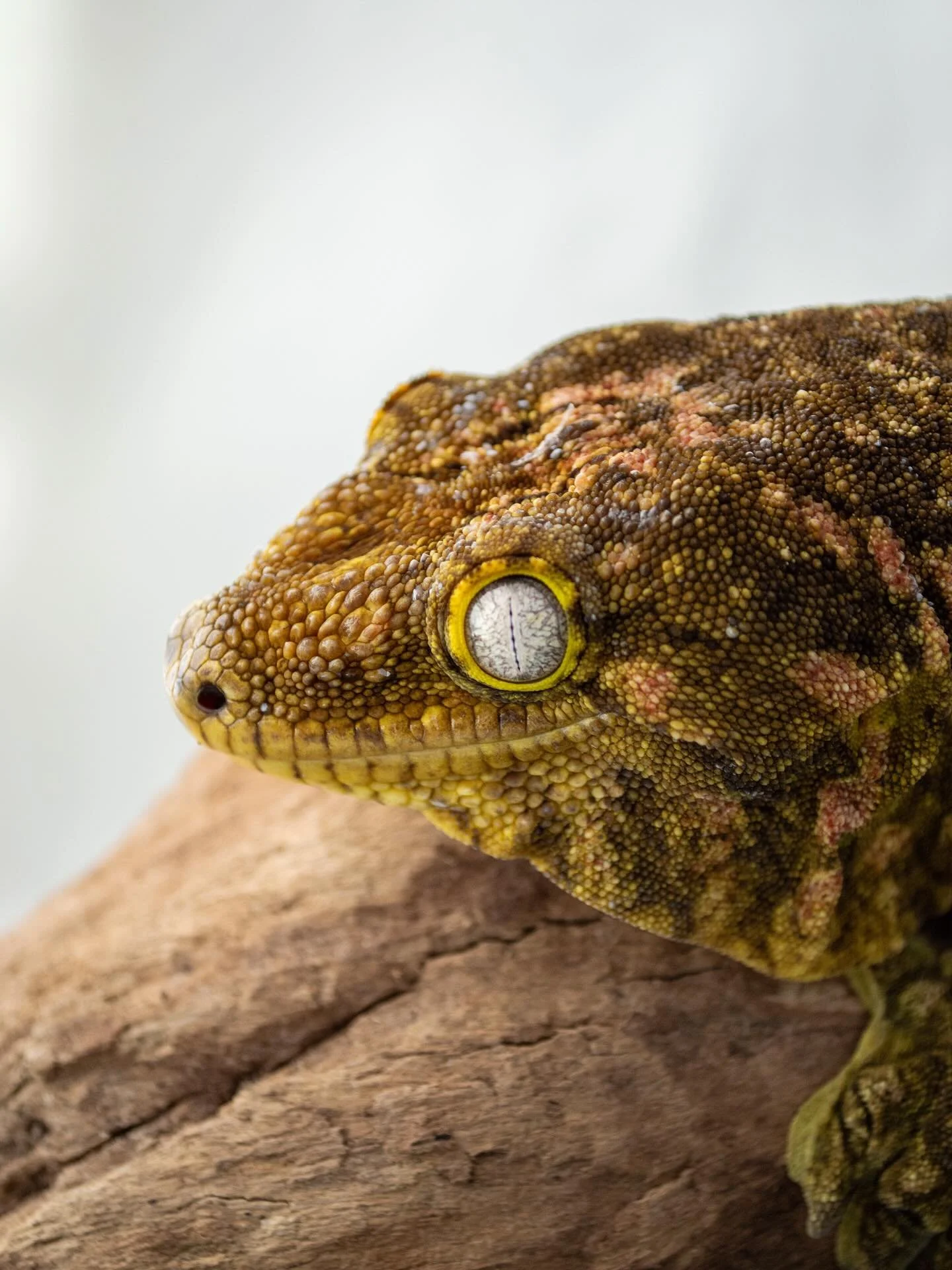 Meet ⚡️KRAKATOA⚡️(aka KRAK!)
This chunky loaf came to us from Julie Bergman at Gecko Ranch and boasts an exceptional lineage:

Sire: Pure GTB from Robbie Hamper, descended from a CB Southern Blotched &ldquo;Type B&rdquo; GT by Tim Tytle (Rhacodactylu