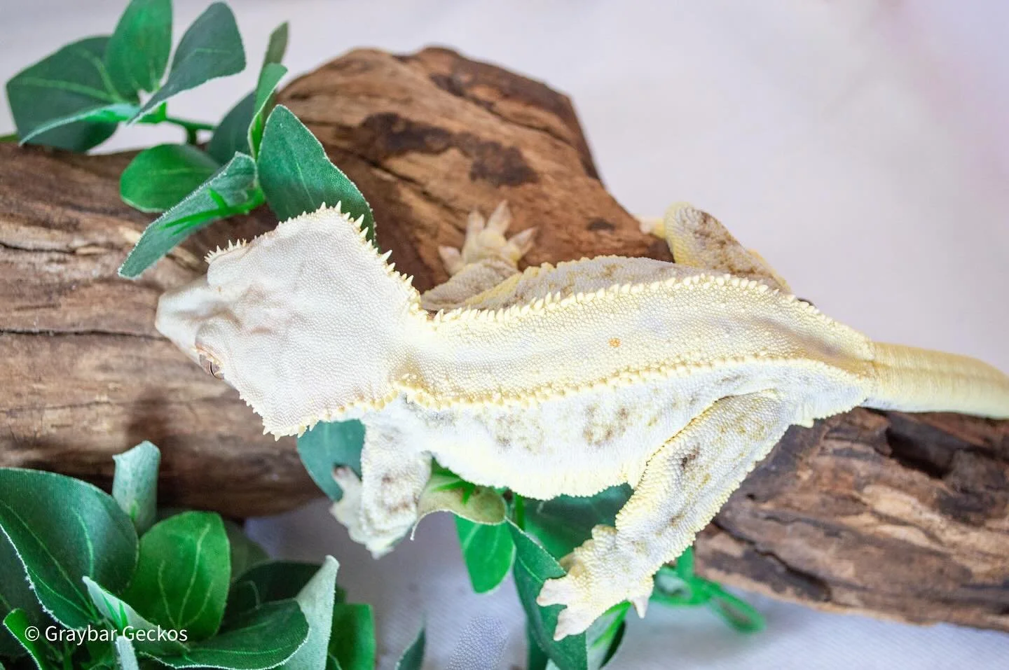 🌻Sassy. Stunning. Slightly round. Meet Sunflower. 🌻

When you&rsquo;re this pretty, every day&rsquo;s a photoshoot. 
I came from the lovely folks at Bertopia Geckos, and now I&rsquo;m living my best, most glamorous chonk life at Graybar Geckos. 
I 