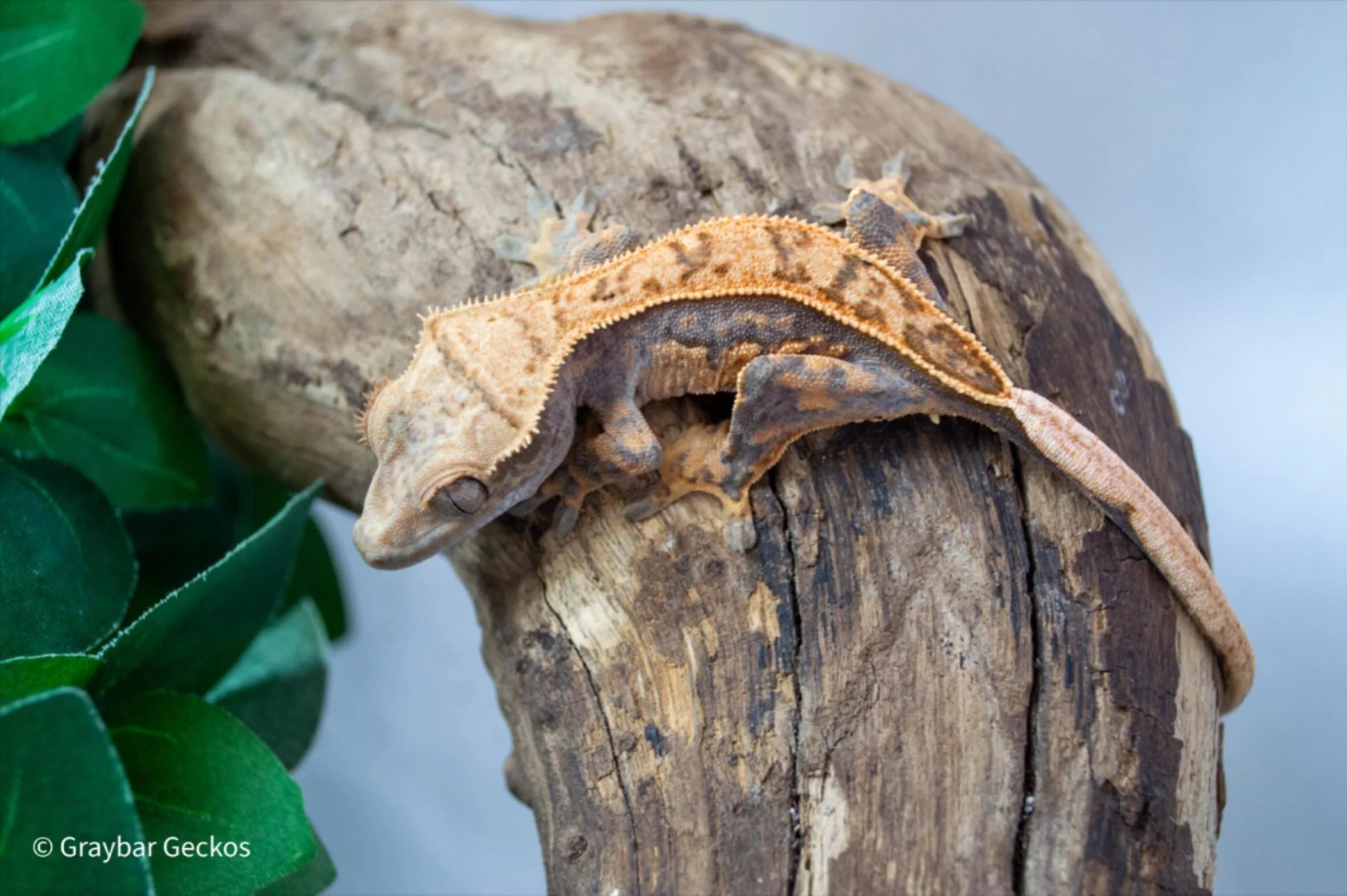 This one may or may not be on our website&hellip;😏

#crestedgecko #cresties #crestedgeckosofig #crestedgeckosforsale #crestedgeckosofinstagram
#crestedgeckobreeder #reptile #geckos #geckosofinstagram #graybargeckos #graybar