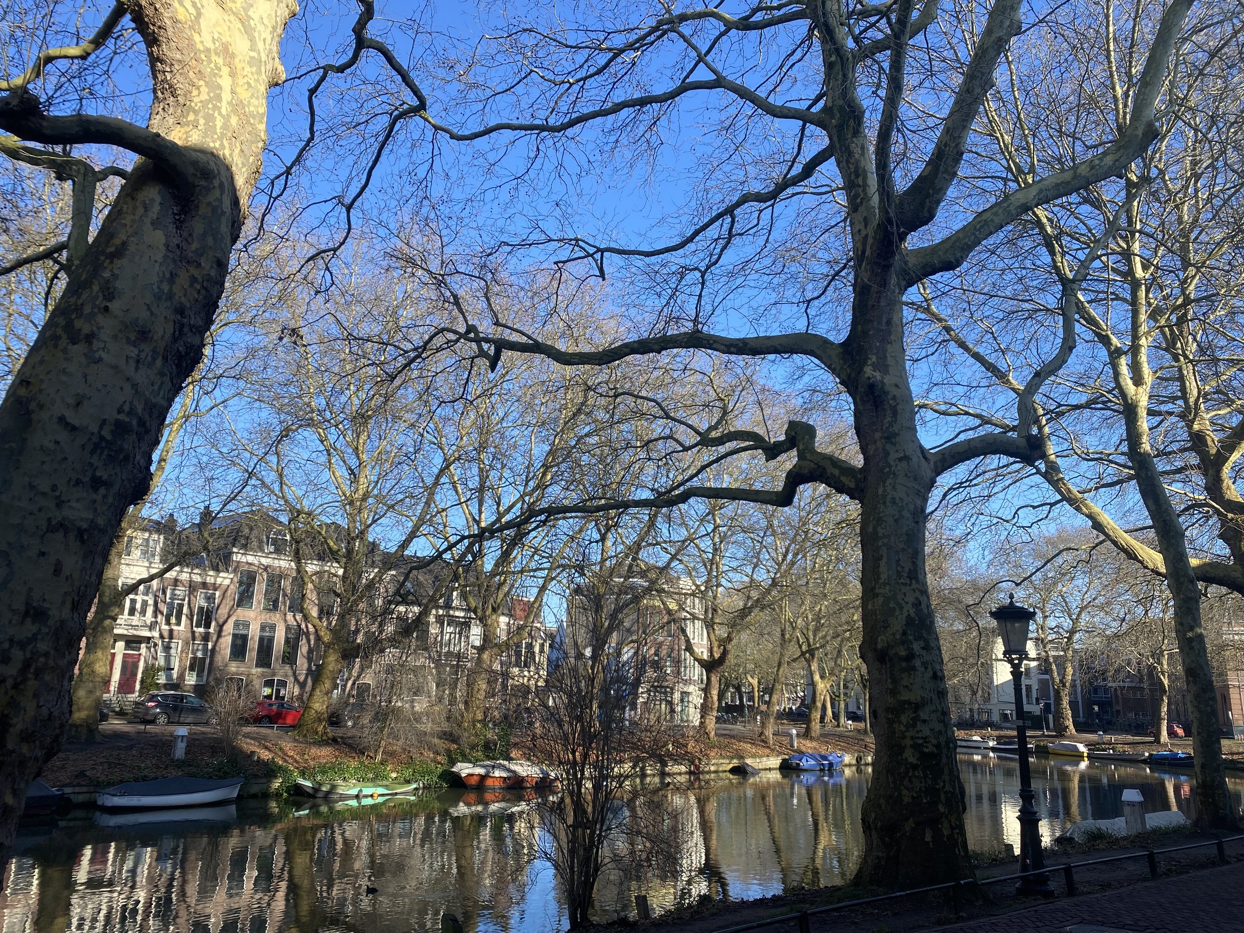 A dutch canal on a sunny winter day. There are lots of trees without leaves and a beautiful old street lantern