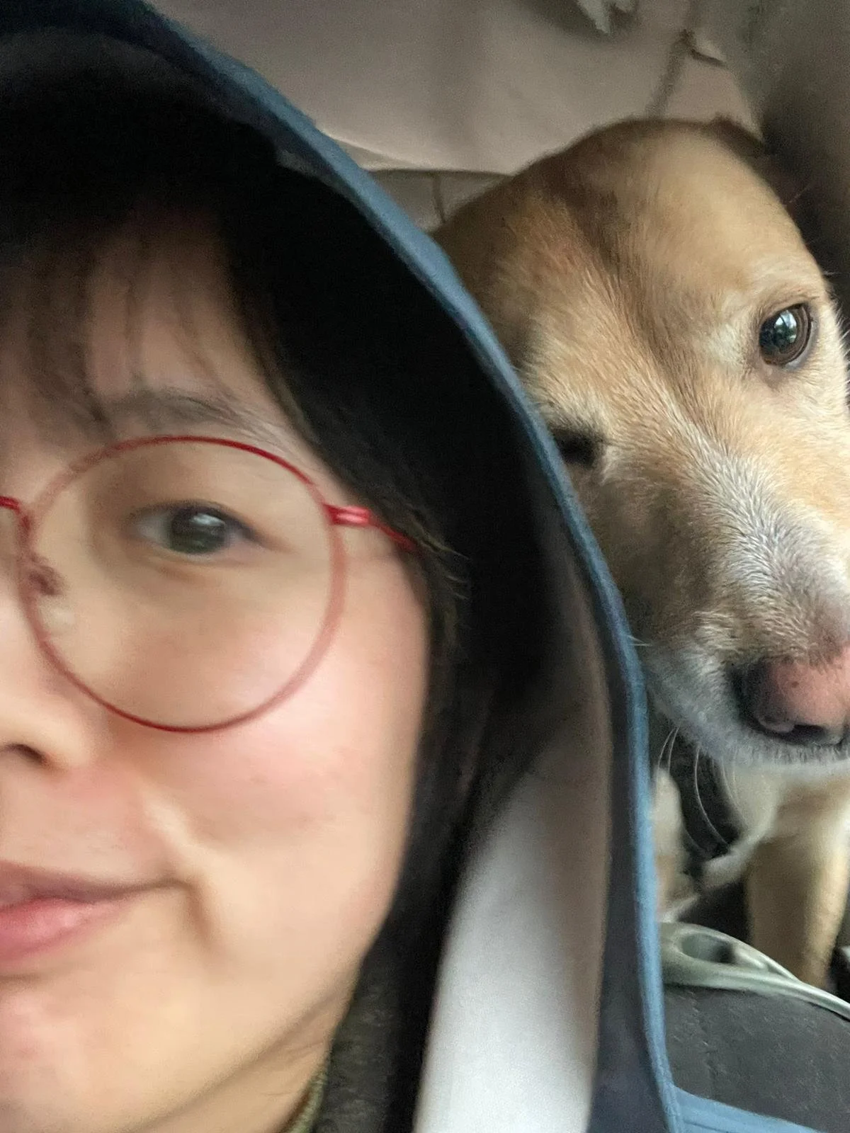 Person with hoody on, glasses, black hair is taking a picture of themselves and a blond dog gthat is curiously sniffing them during a car ride.