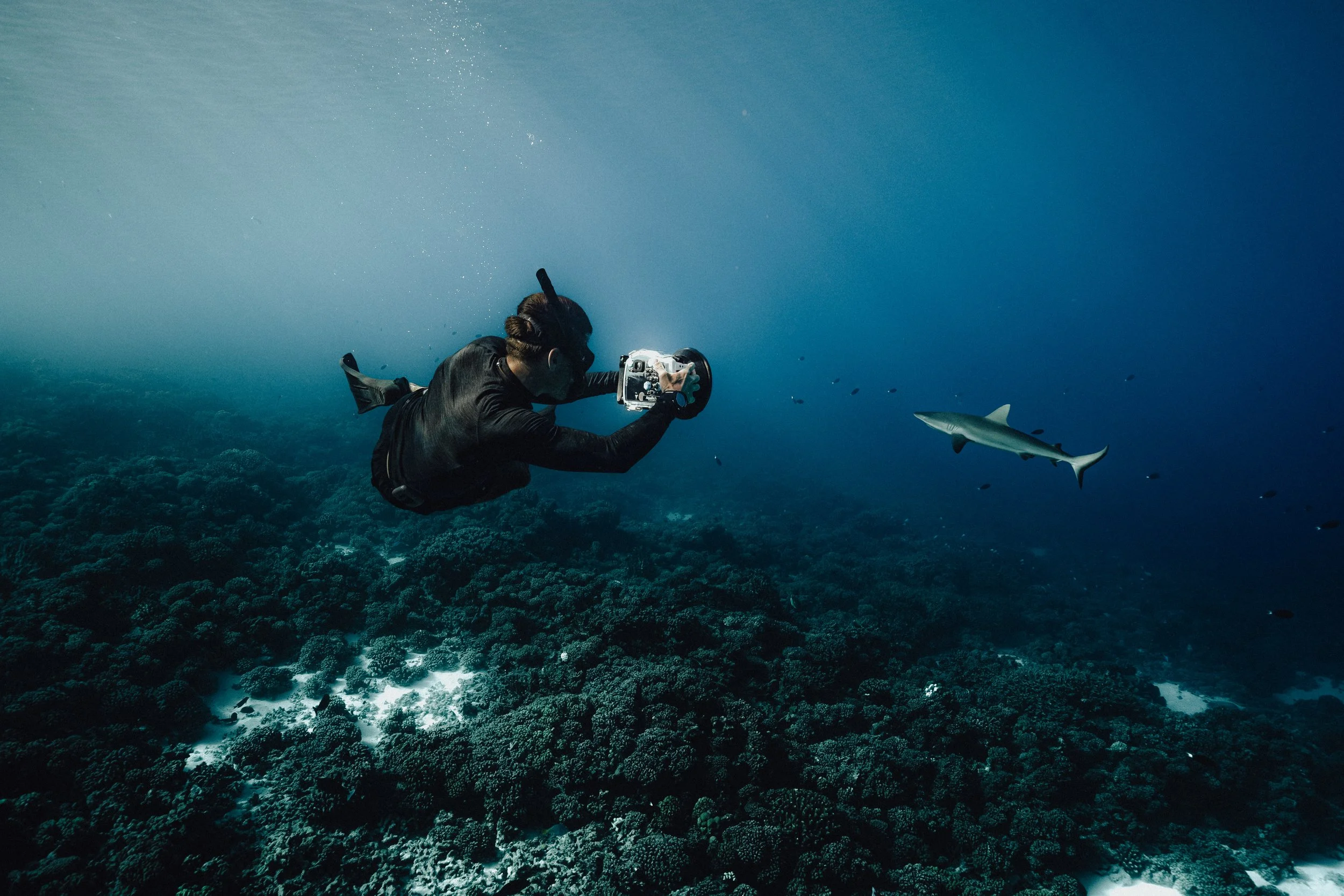 Robin Issartel - Outdoor Photographer and Film Director  - Underwater Photographer is taking a photograph of a shark swimming near the ocean floor with coral.