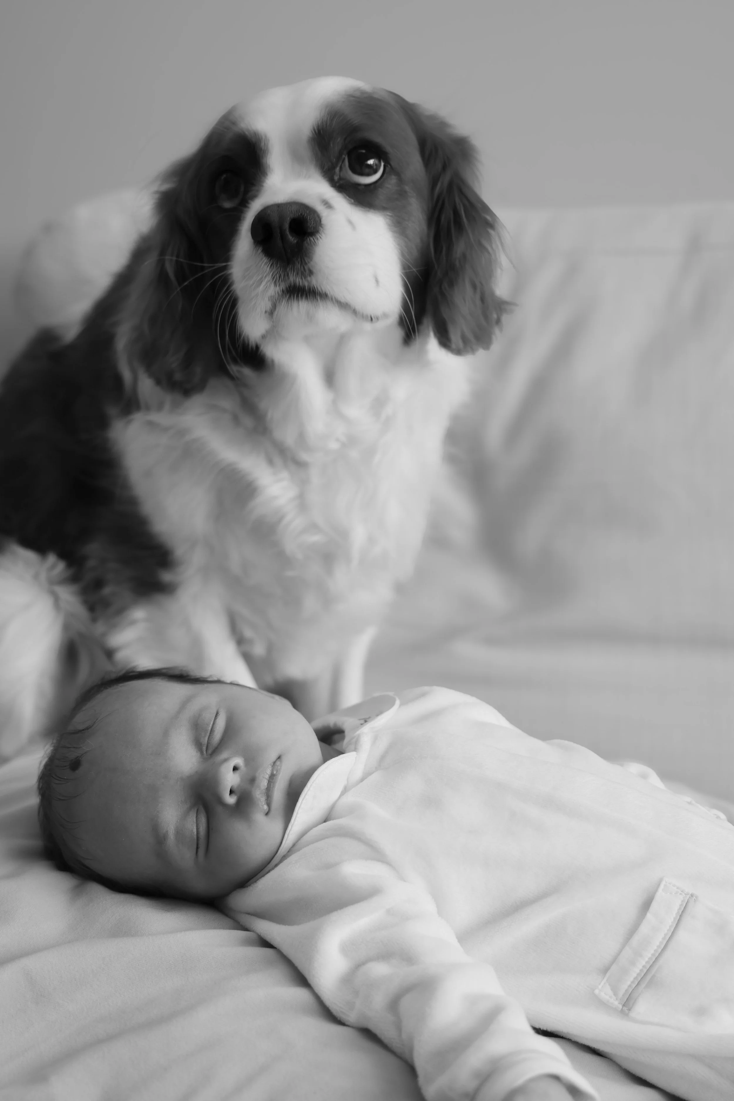 A sleeping baby lying on a bed with a large dog sitting nearby, looking at the camera. The image is in black and white.