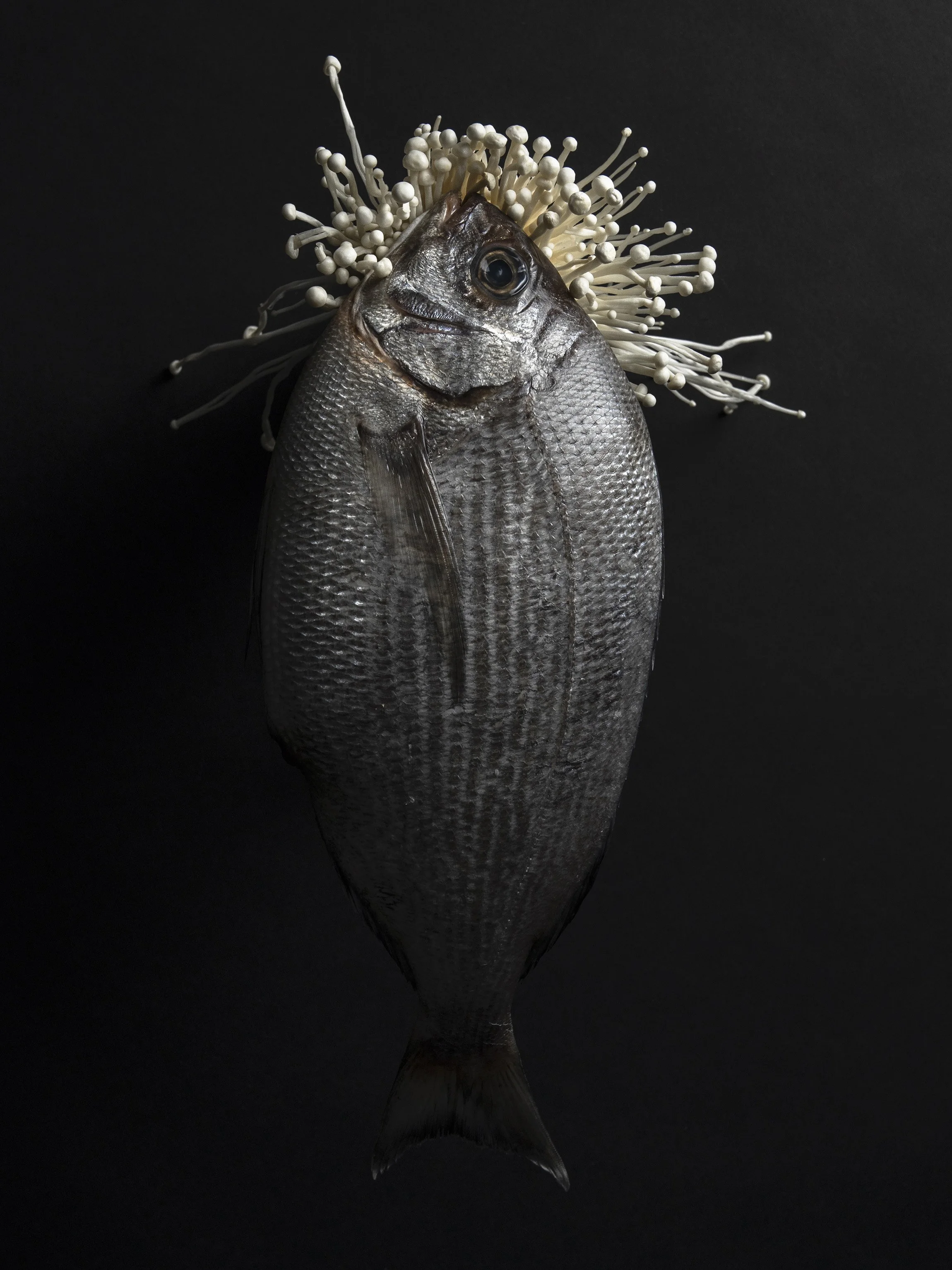 Ein Fisch mit weißen Pilzen auf dem Kopf vor schwarzem Hintergrund.