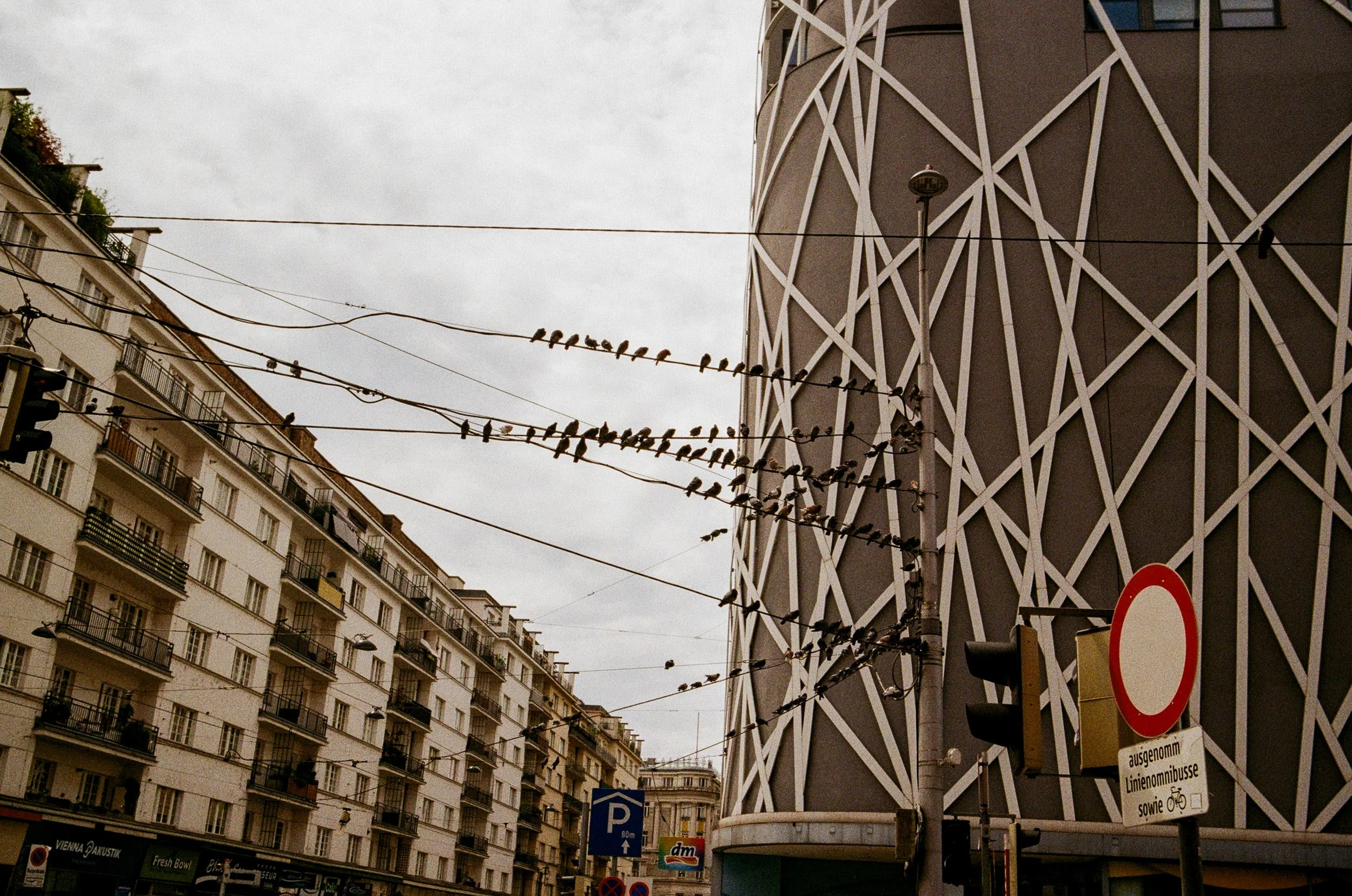 City street scene with a modern building on the right, old apartment buildings on the left, and pigeons perched on power lines under an overcast sky.