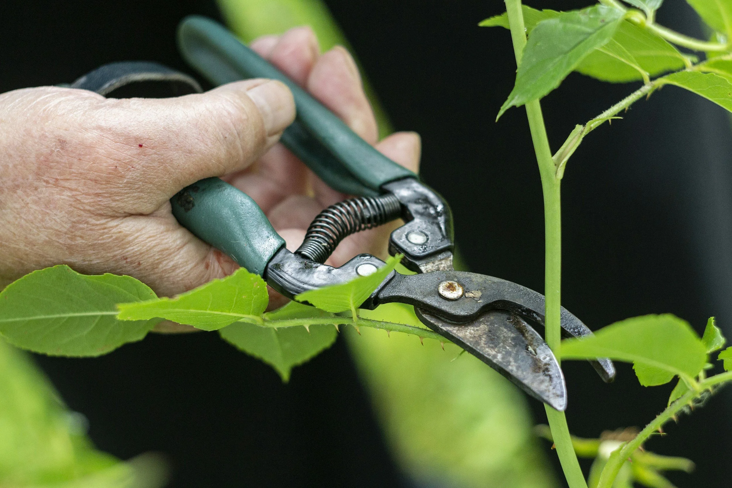 A person using pruning shears to cut a green plant with leaves.
