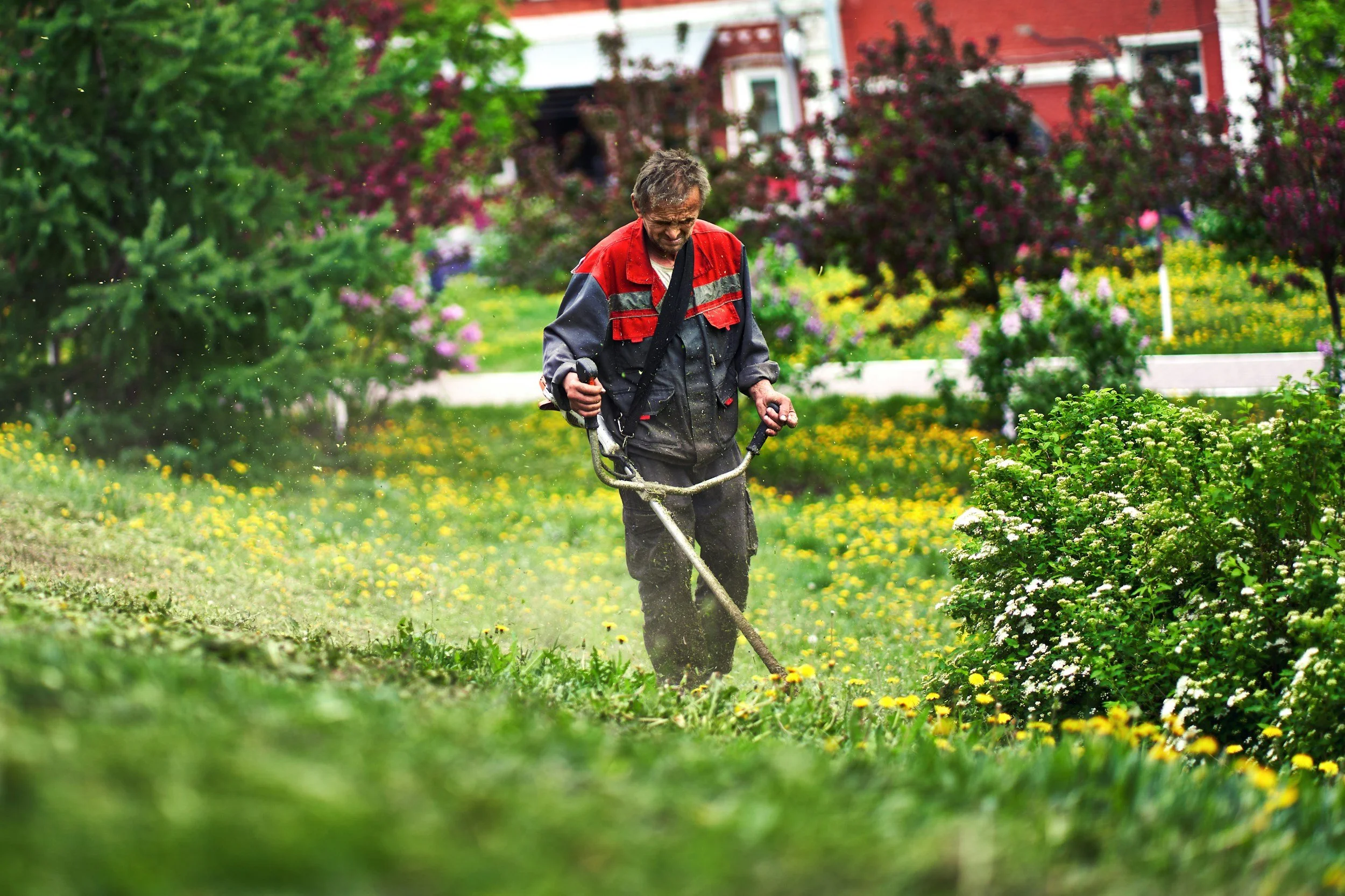 A man wearing a red and gray work jacket using a string trimmer to cut grass in a colorful garden with trees and houses in the background.