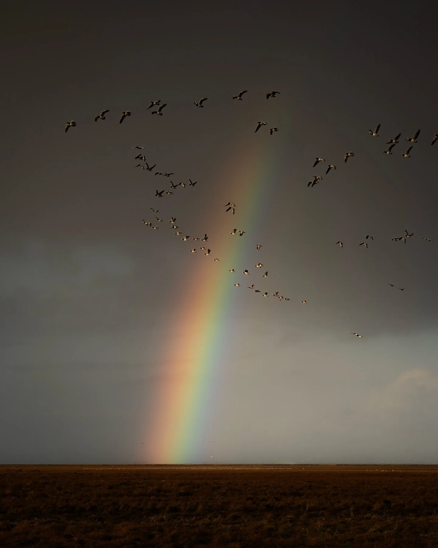 A morning on the soil my father grew up on.

#gossebouma #anewlightonthenetherlands #naturephotography #netherlands #friesland