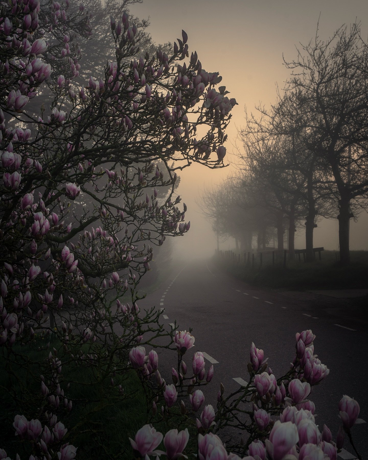 2025 favorites, part 2: April - June. Tulip season in thick fog, unique conditions I had been waiting for for years. Since the iconic fields might be the most photographed spectacles in the Netherlands, this was my chance to get some original shots.
