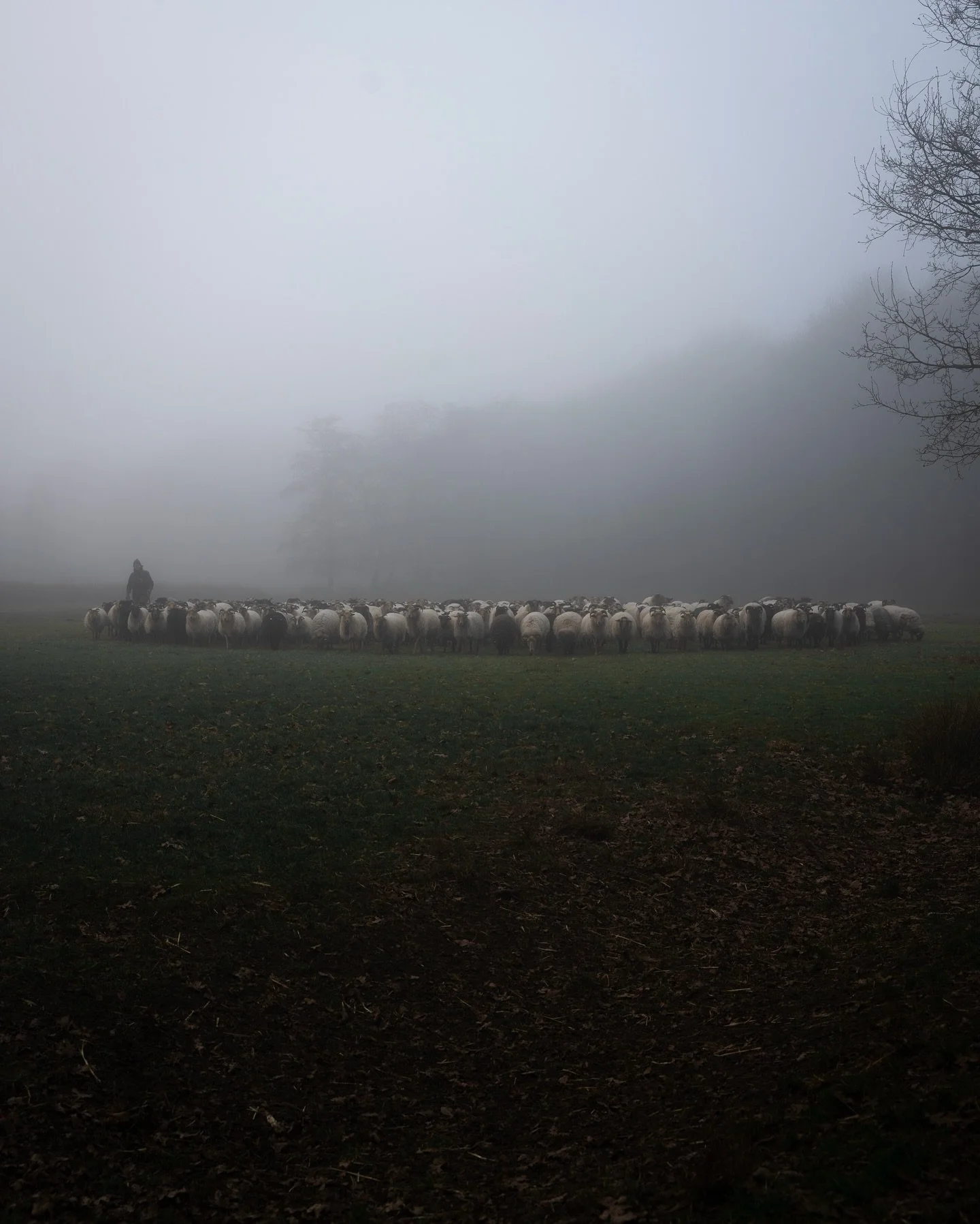 Gathering the heard. 

#gossebouma #anewlightonthenetherlands #naturephotography #dwingelderveld #drenthe #netherlands