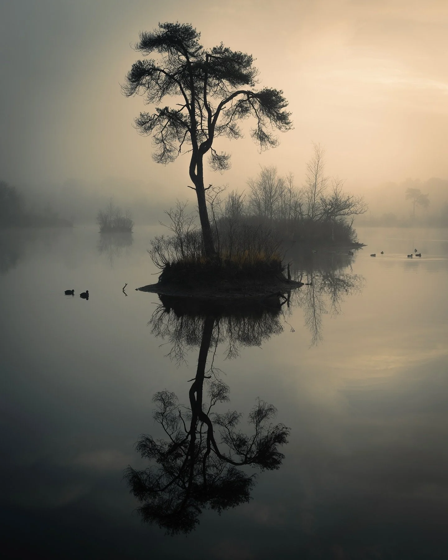 Pure magic at the Oisterwijkse Bossen en Vennen.

#gossebouma #anewlightonthenetherlands #naturephotography #natuurfotografie #netherlands #oisterwijksebossenenvennen