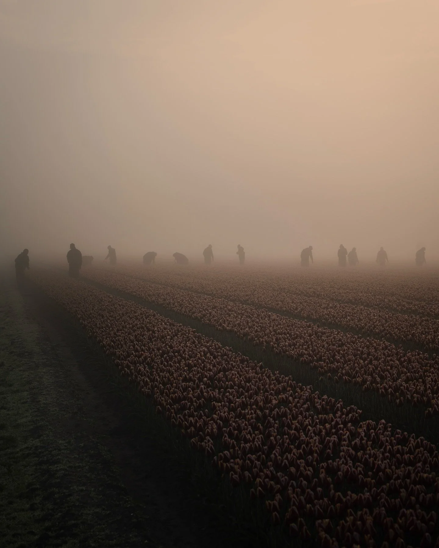My take on tulip season. Part of my book &lsquo;A New Light on The Netherlands&rsquo;, now available for pre-order on my website.

#gossebouma #anewlightonthenetherlands #naturephotography #tulips #netherlands