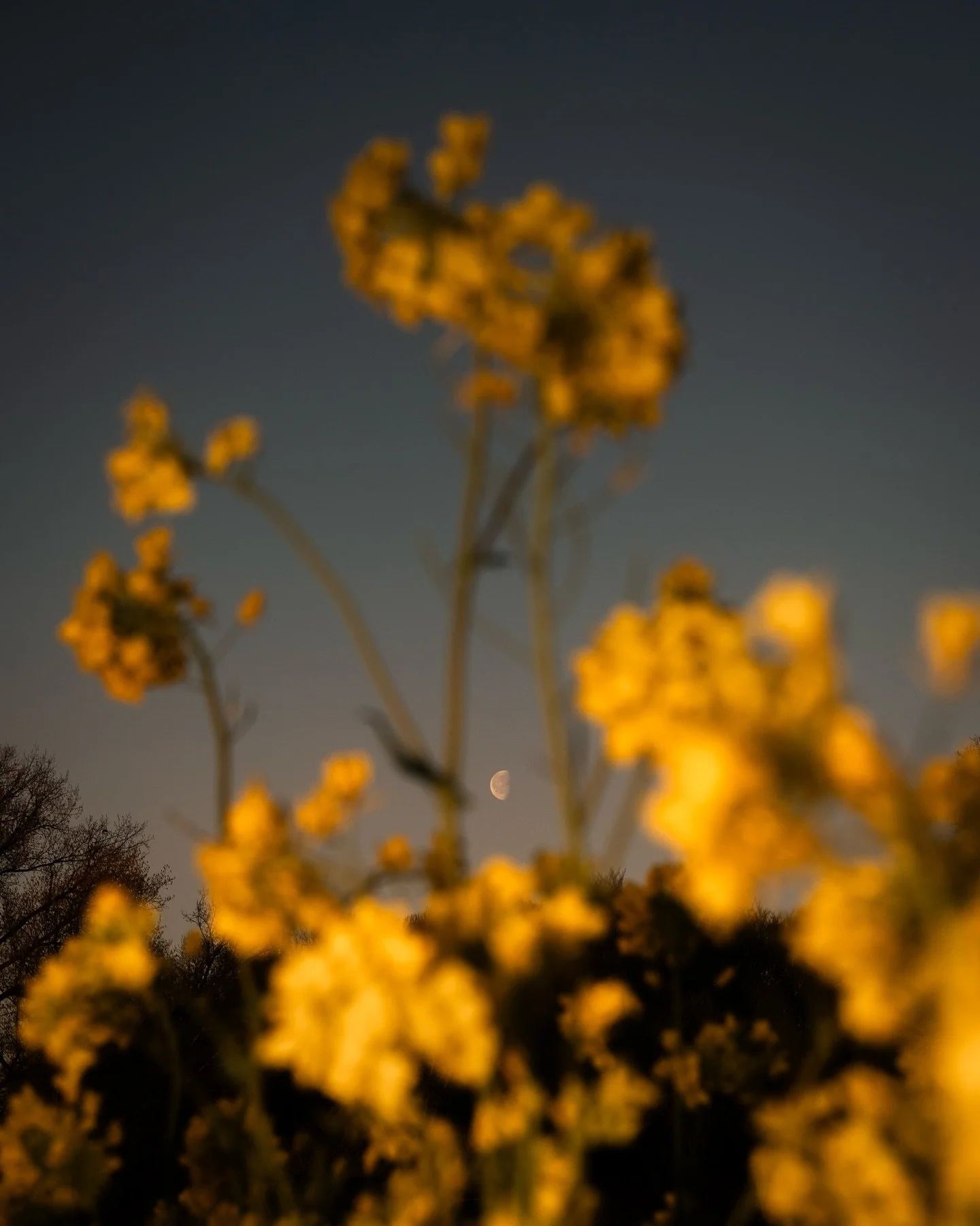 A spring fairytale.

#gossebouma #anewlightonthenetherlands #naturephotography #rapeseed #netherlands