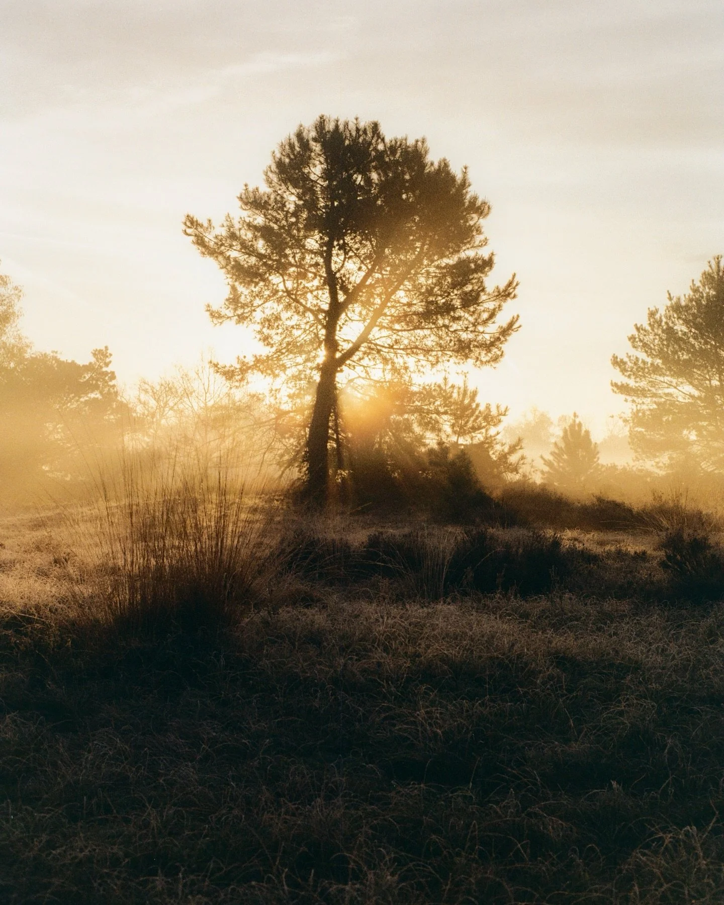Loonse en Drunense Duinen on 35mm film.

#gossebouma #anewlightonthenetherlands #filmphotography #35mmfilm