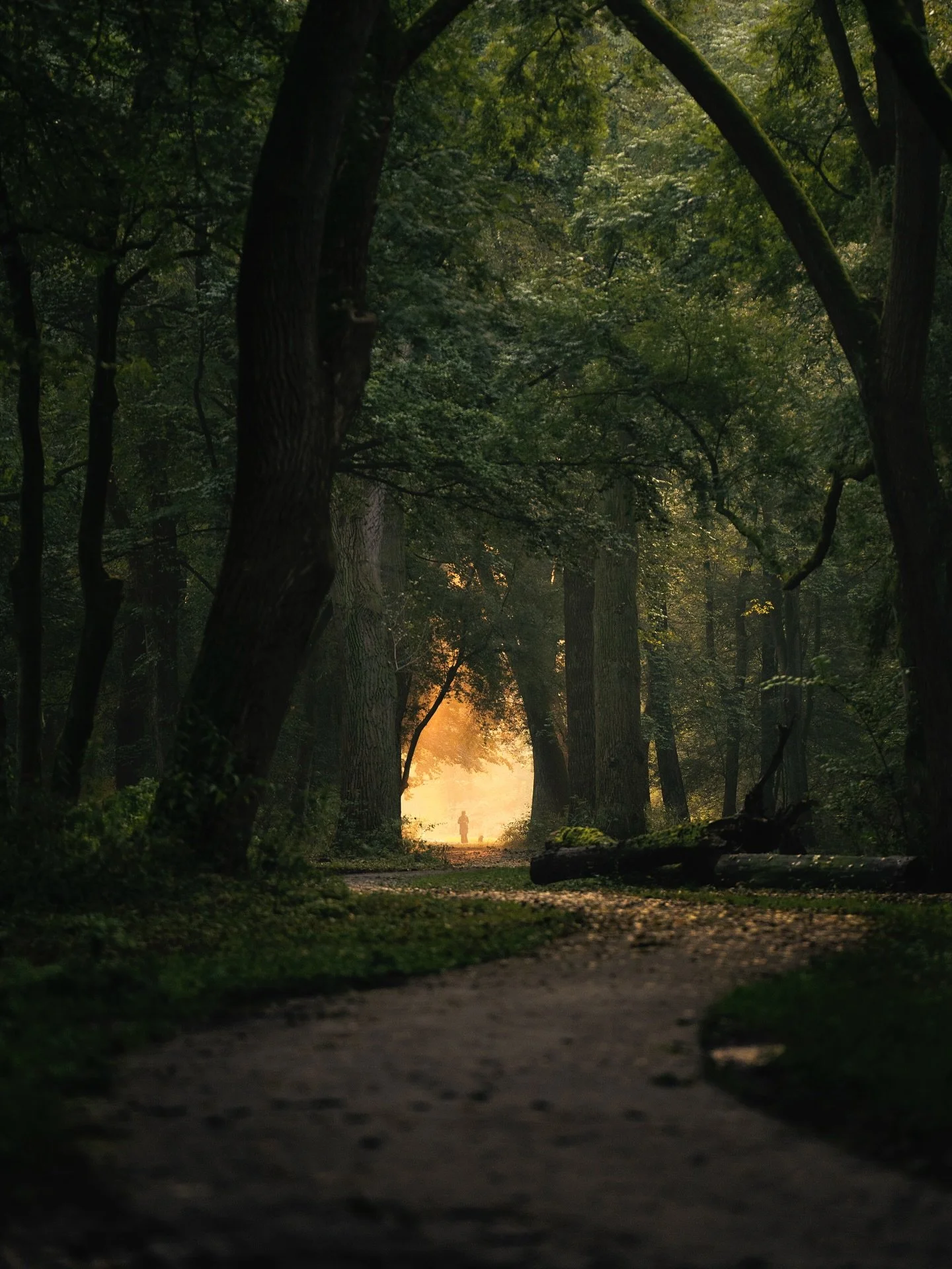 A walk in the park.

#gossebouma #anewlightonamsterdam #streetphotography #straatfotografie #amsterdam
