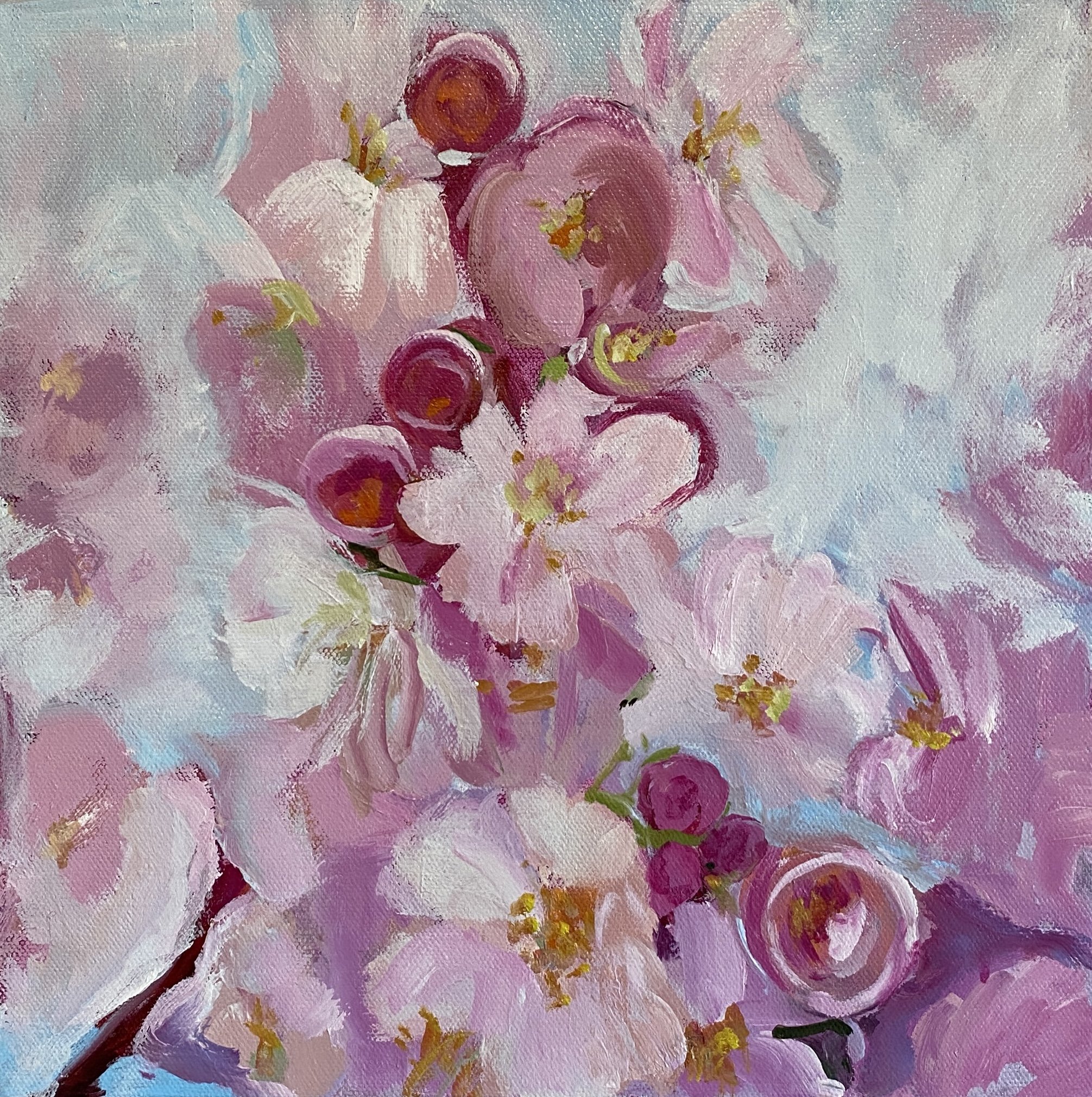 Cherry Blossoms