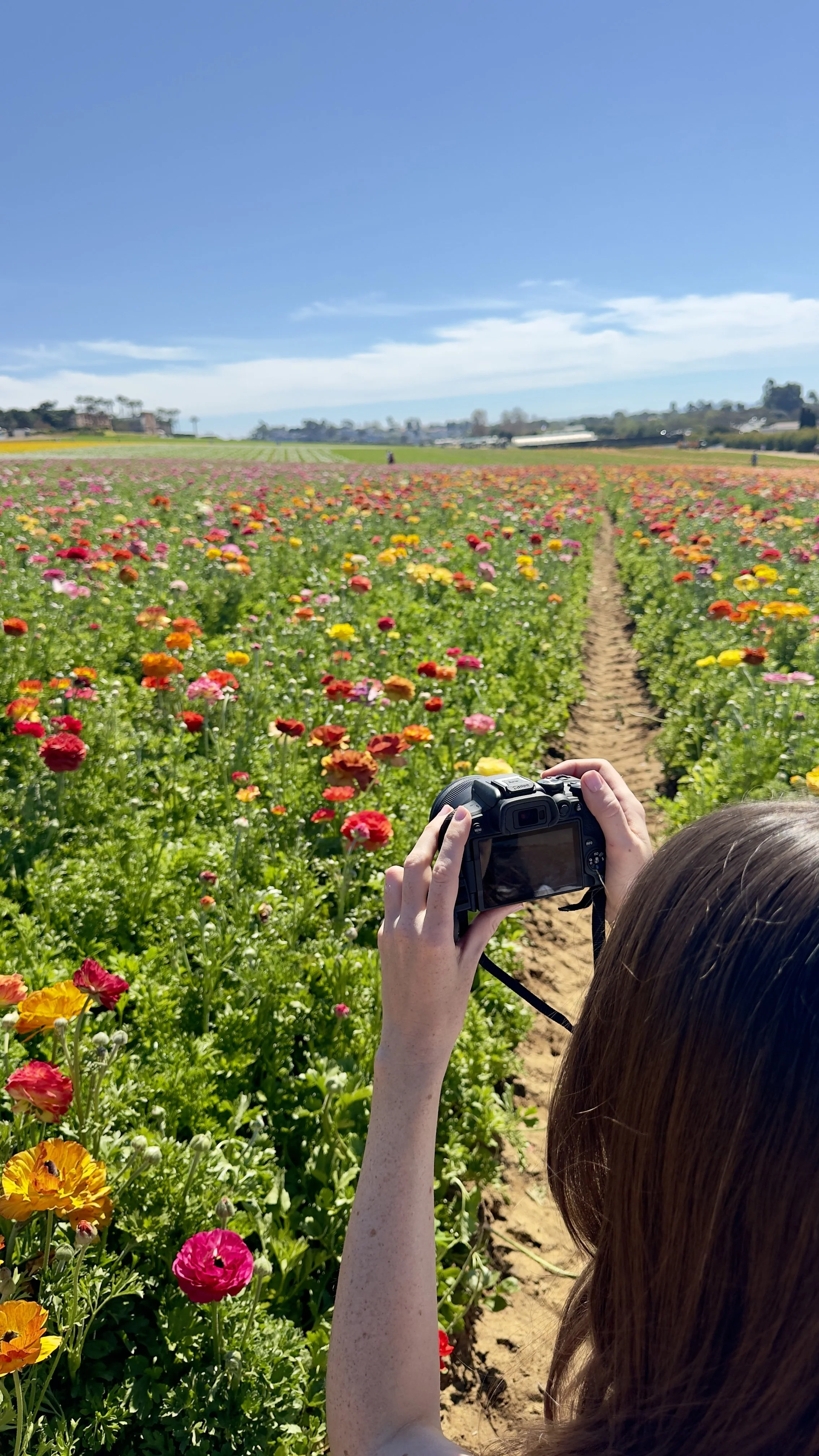 Person with long hair taking a photo of a colorful flower field with a digital camera under a bright blue sky.